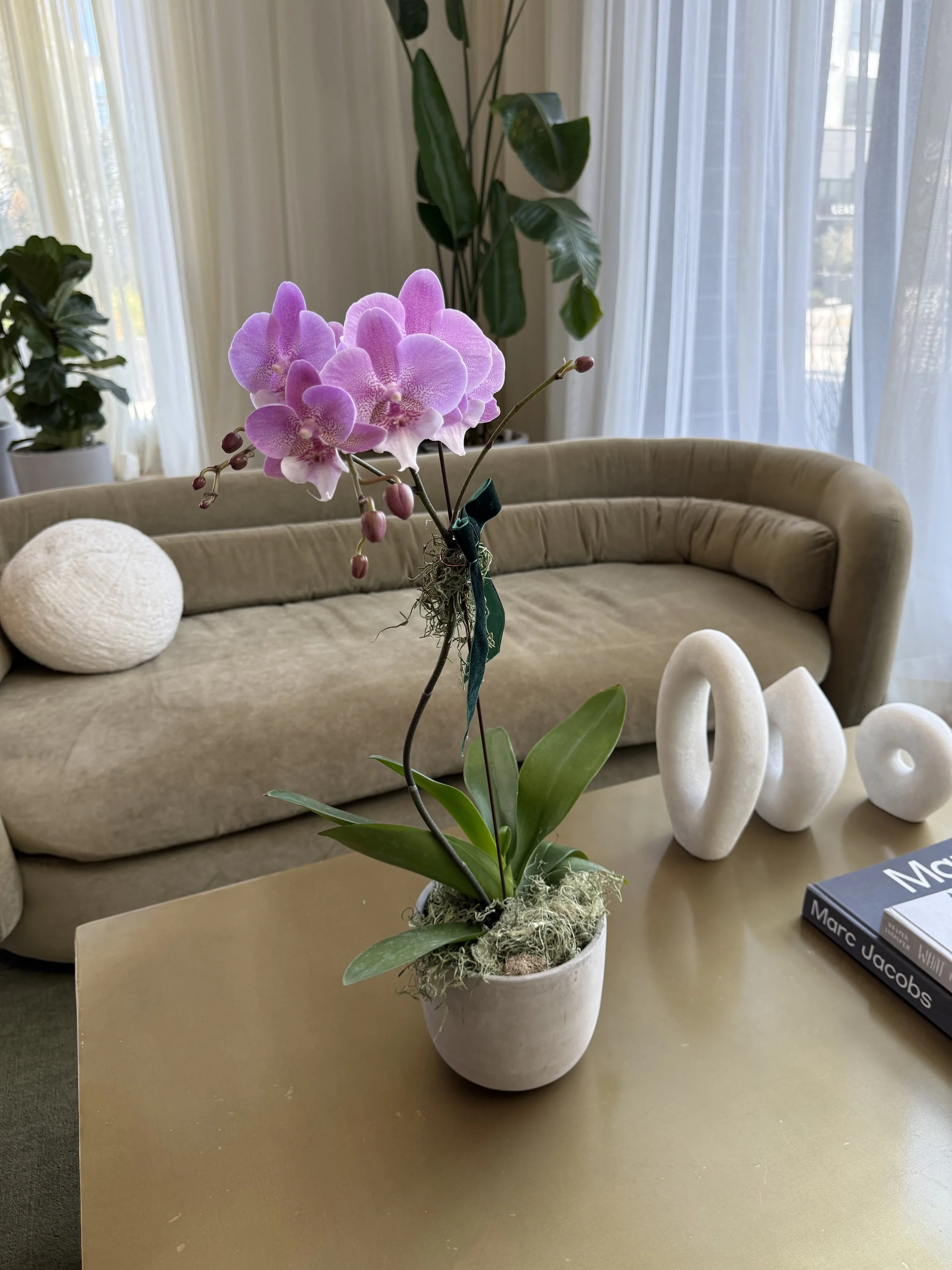 Single Orchid