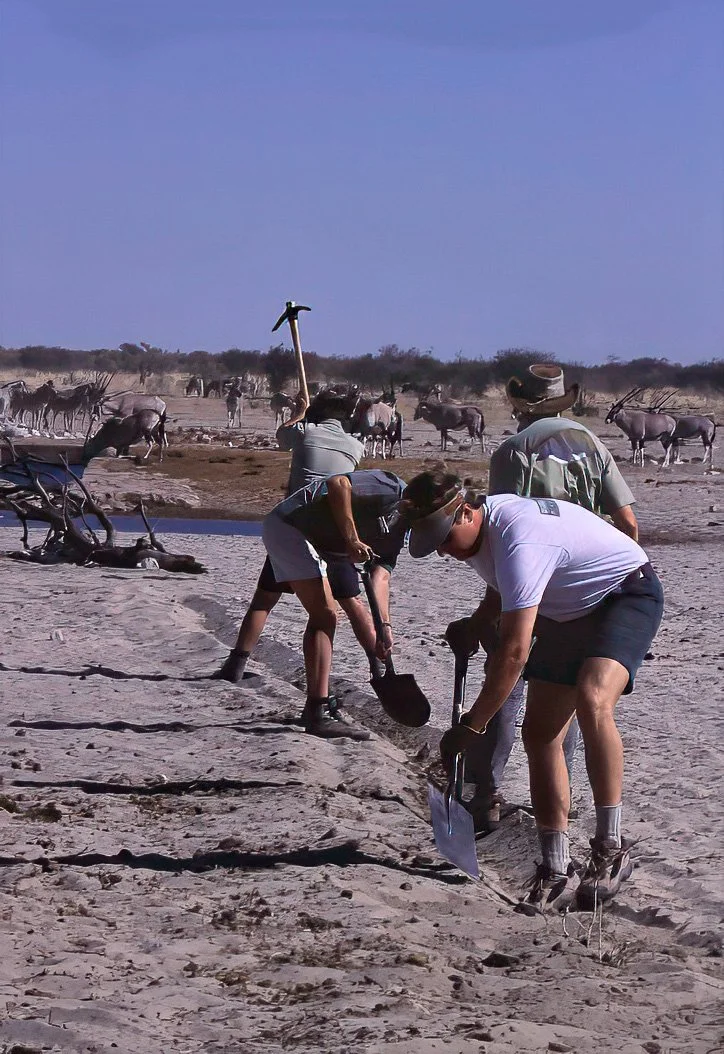 People excavating a dry riverbed with shovels, surrounded by desert terrain and a herd of wildebeest in the background.