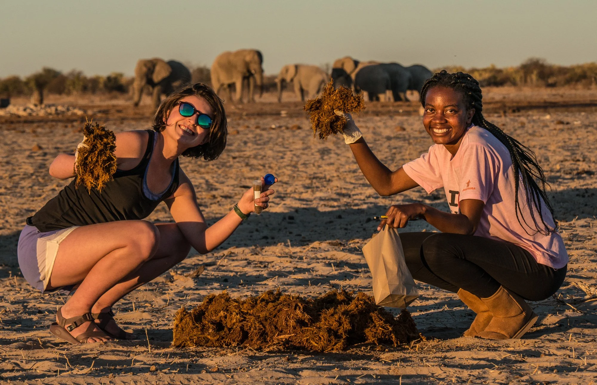 Two women collecting elephant dung in a desert, with elephants in the background.