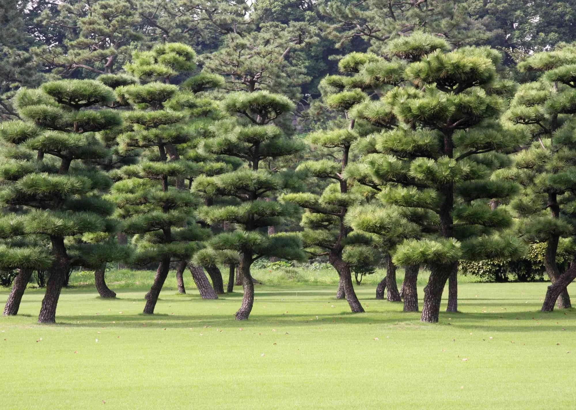 1japantree.jpg