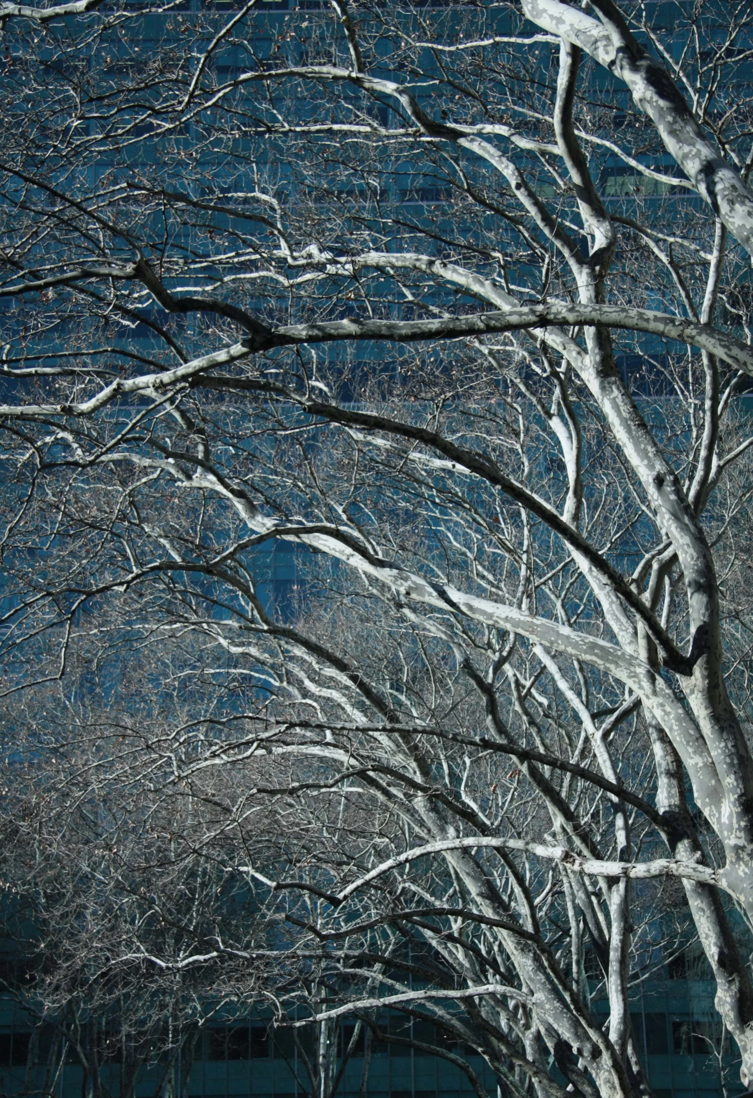 tree_nyc.jpg