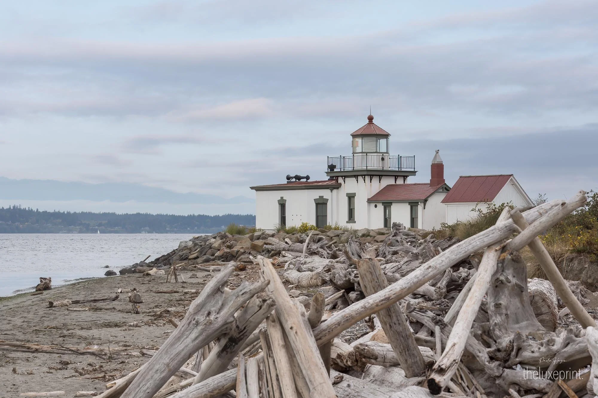 Through the Driftwood