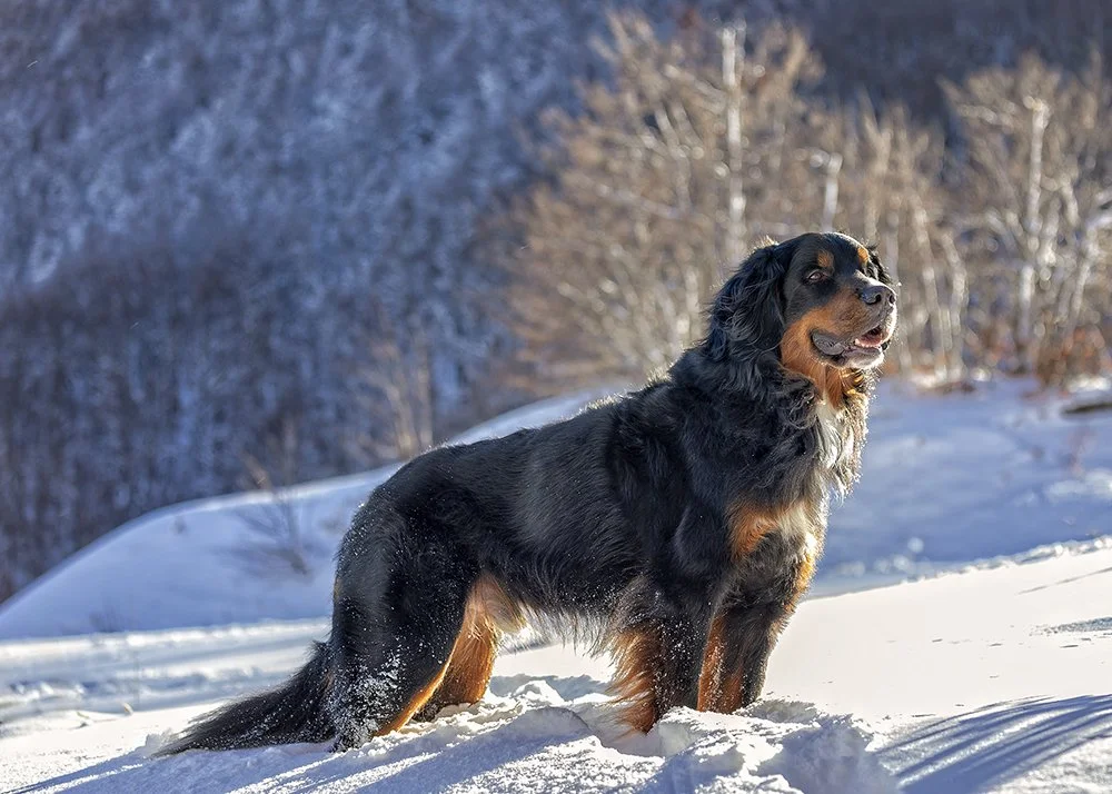 A Bernese Mountain Dog, standing in snow with a snowy forest and blue sky in the background.