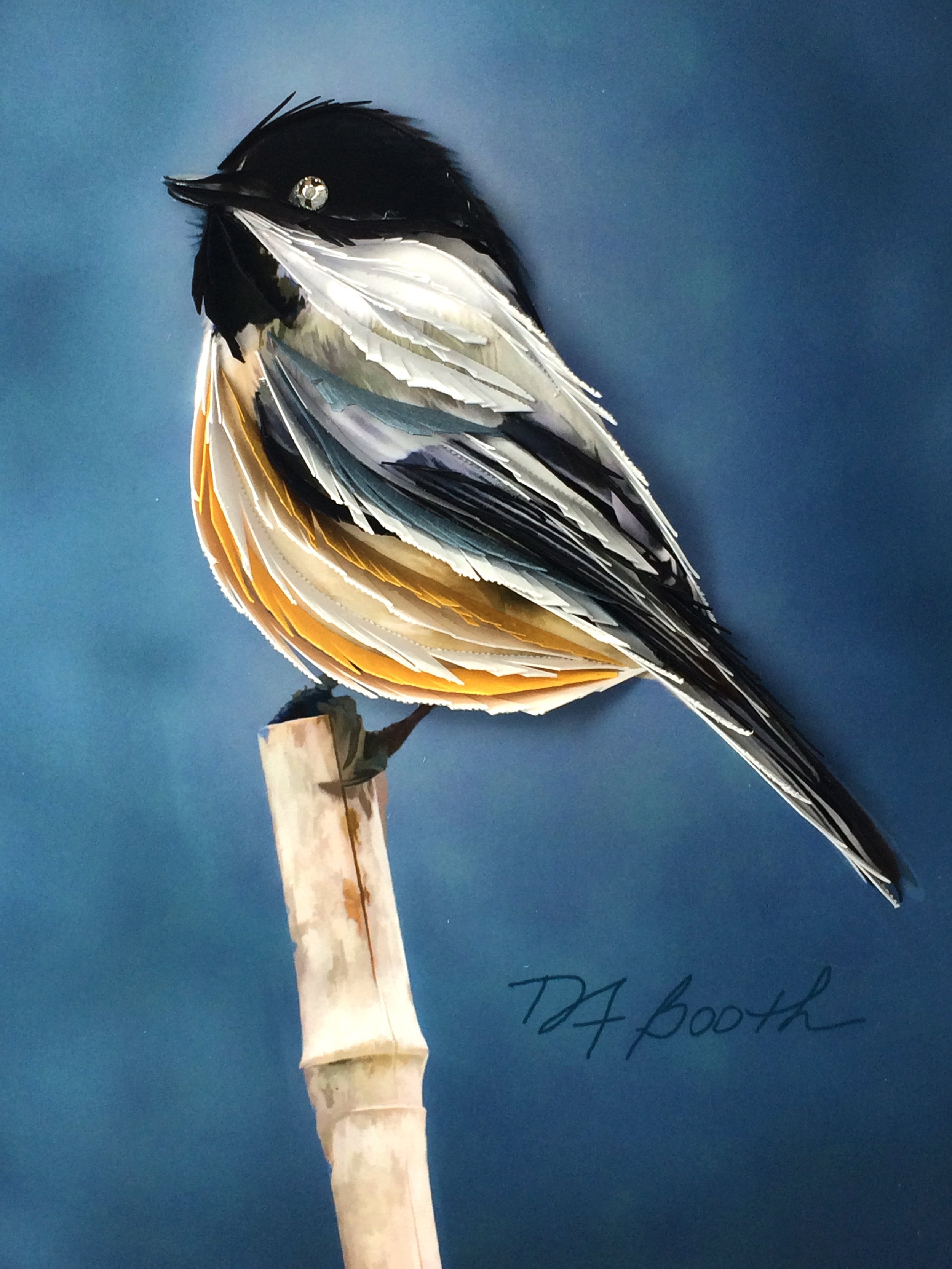 Black Capped Chickadee