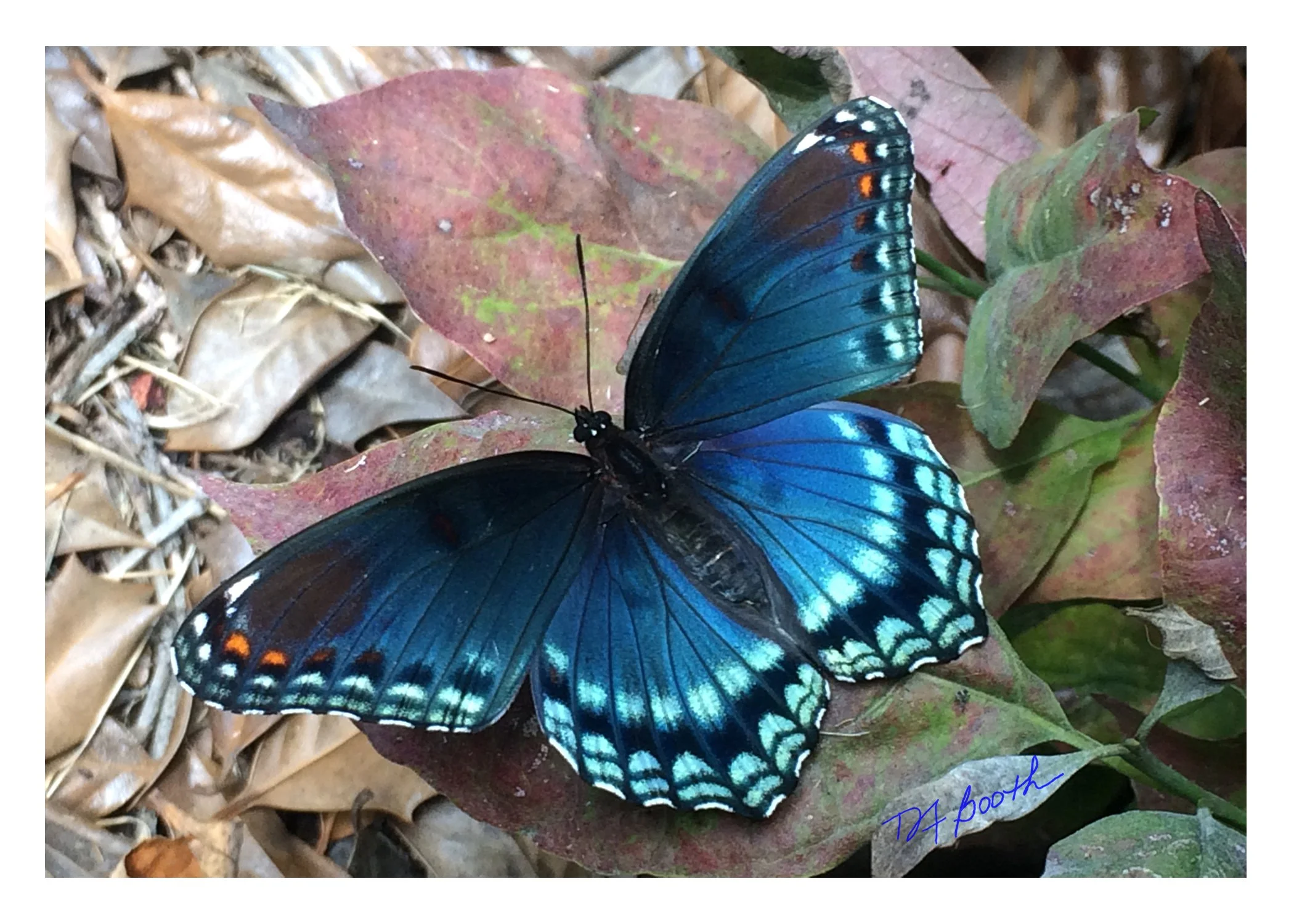Beautiful Blue.jpg
