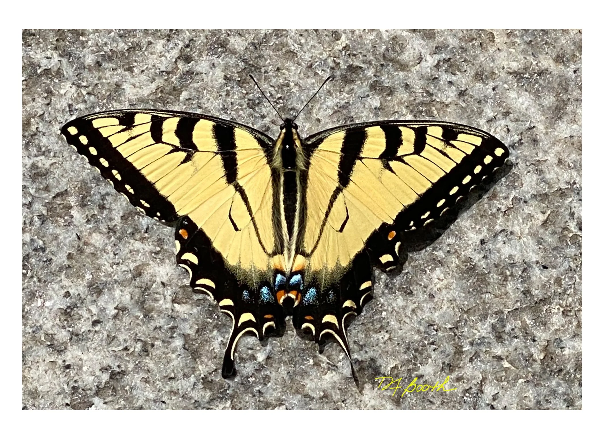 Unexpected Visitor  - Photography.jpg