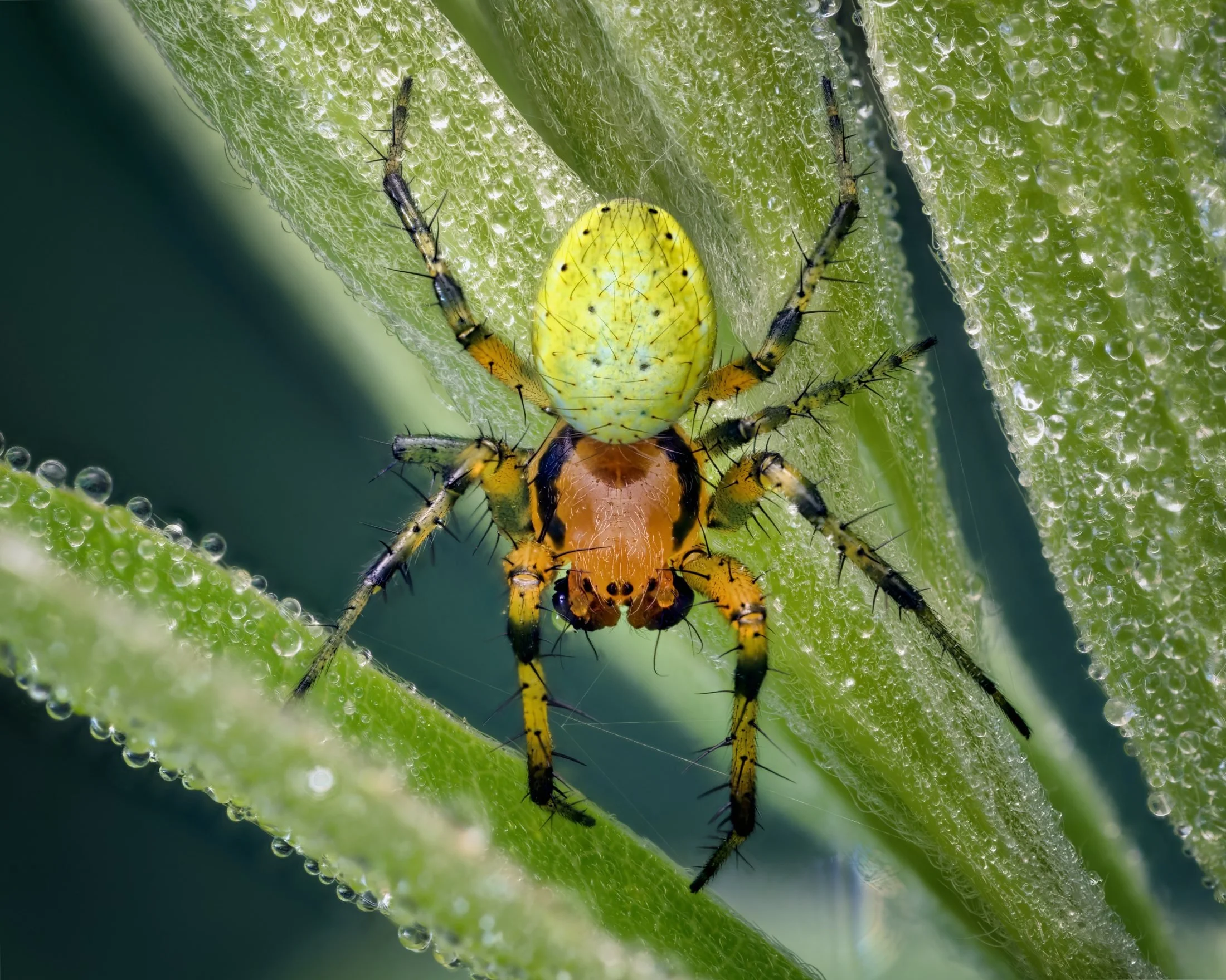 A juvenile cucumber green spider (Araniella cucurbitina) photographed from below on dew-covered plant stems in the early morning. The vivid yellow-green abdomen and orange-brown cephalothorax are characteristic of this species, here caught in perfect