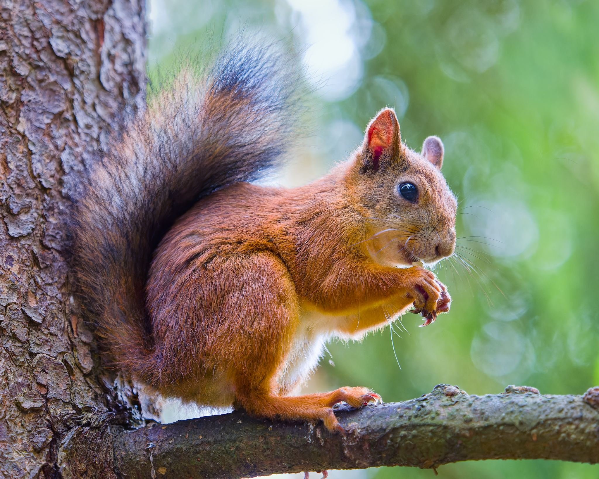 ähikuva oravasta (Sciurus vulgaris) istumassa puun oksalla. Oravalla on punertava turkki ja tumma, pörröinen häntä. Se pitelee käpälissään ruokaa. Tausta on pehmeästi sumennettu (bokeh) ja vihreä, mikä korostaa oravaa.