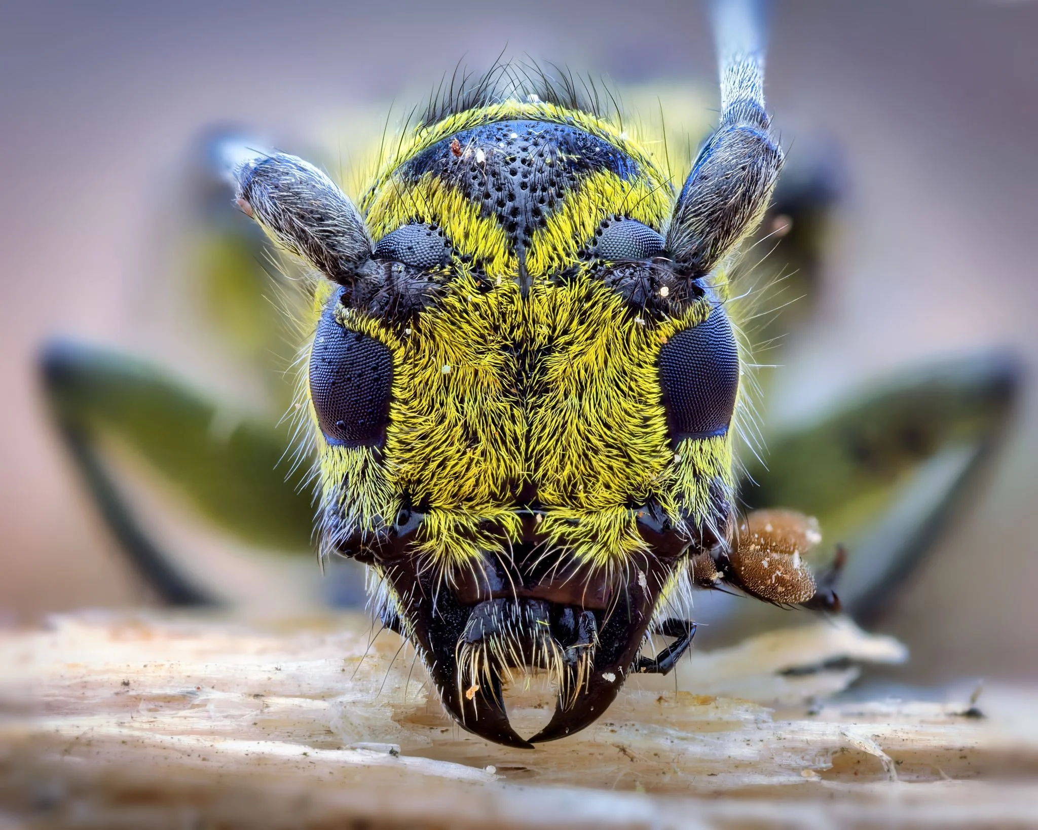 Äärimmäinen makrolähikuva sarvijäärän kasvoista, jossa näkyy kelta-musta karvapeite, verkkosilmät ja leuat edestäpäin kuvattuna.