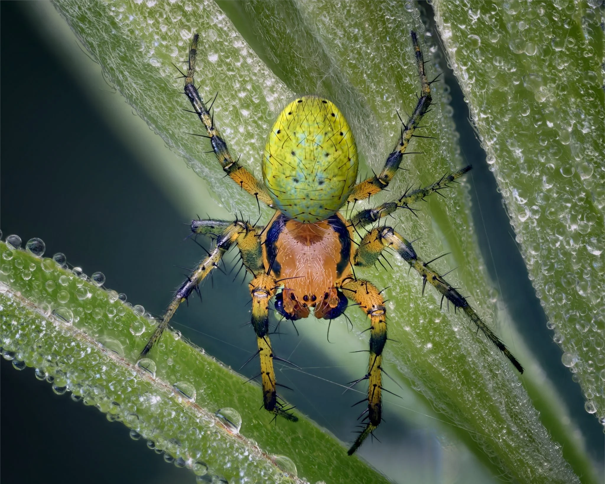 A juvenile cucumber green spider (Araniella cucurbitina) photographed from below on dew-covered plant stems in the early morning. The vivid yellow-green abdomen and orange-brown cephalothorax are characteristic of this species, here caught in perfect