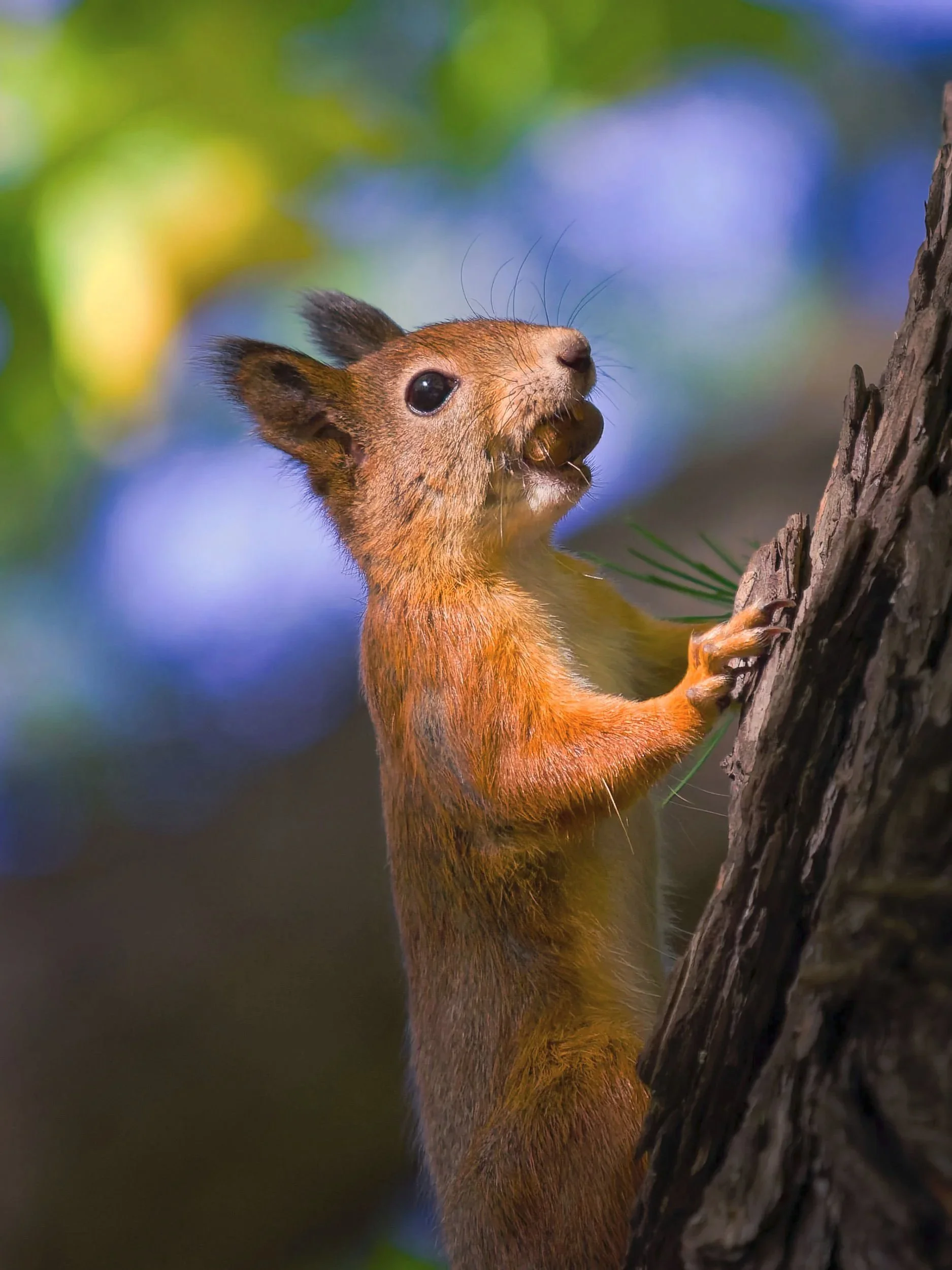 Punainen orava tarrautuu puunrunkoon pähkinä suussaan, pehmeän metsän valon valaisemana värikkäästi sumentun taustan edessä.