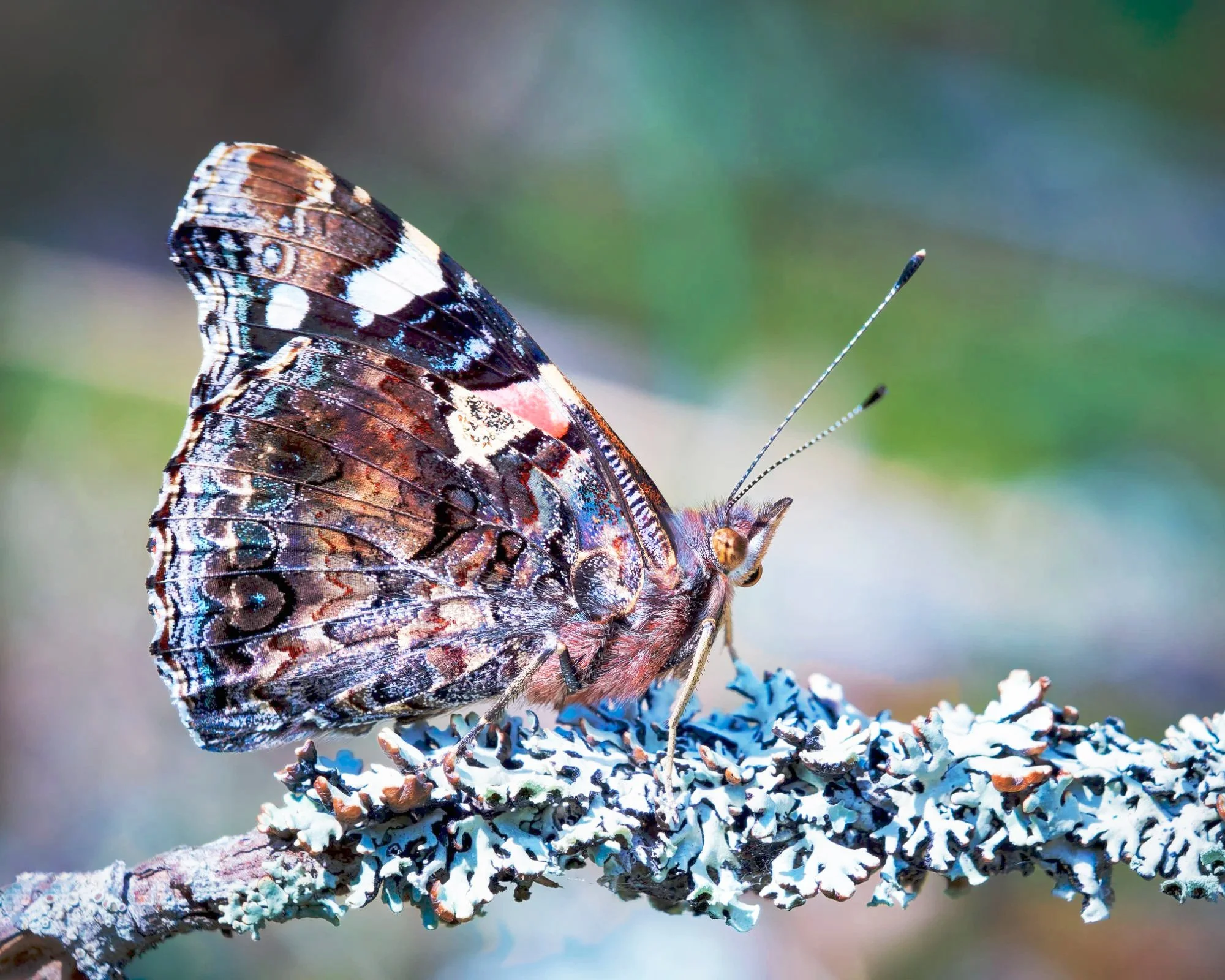 Amiraaliperhonen (Vanessa atalanta) lepää siivet supussa harmaan jäkälän peittämällä oksalla tarkassa lähikuvassa.