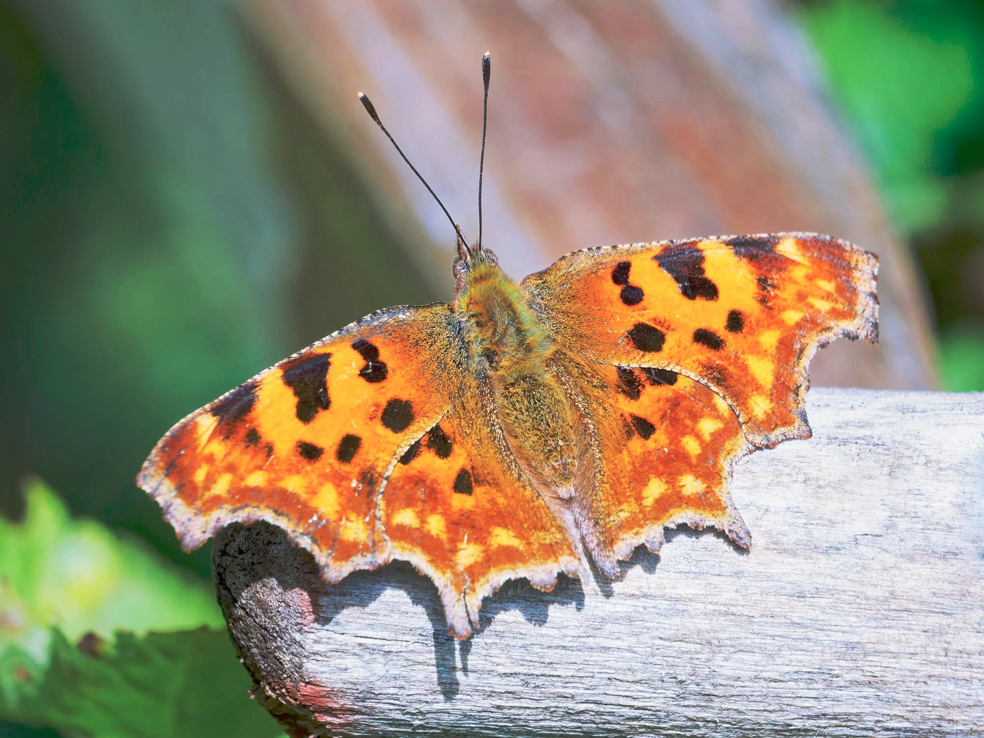 Macro close-up of a bright orange comma butterfly resting on a sunlit wooden rail, patterned wings spread wide against a soft green background.