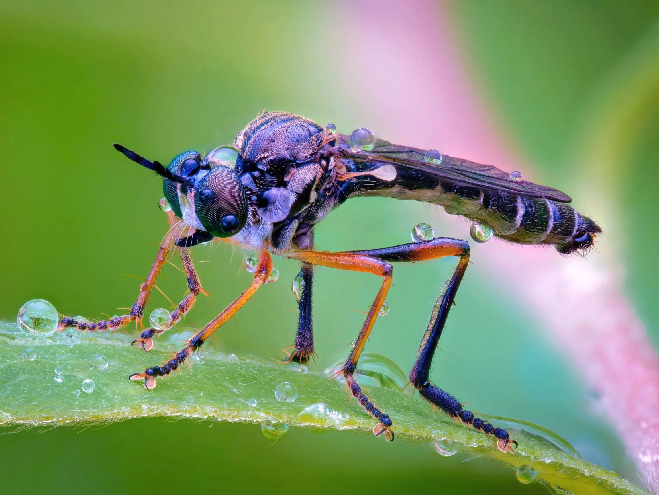 Makrokuva petokärpäsestä, joka seisoo vihreällä lehdellä; sen ruumis ja jalat ovat kimaltavien kastepisaroiden peitossa pehmeää vihreää taustaa vasten.