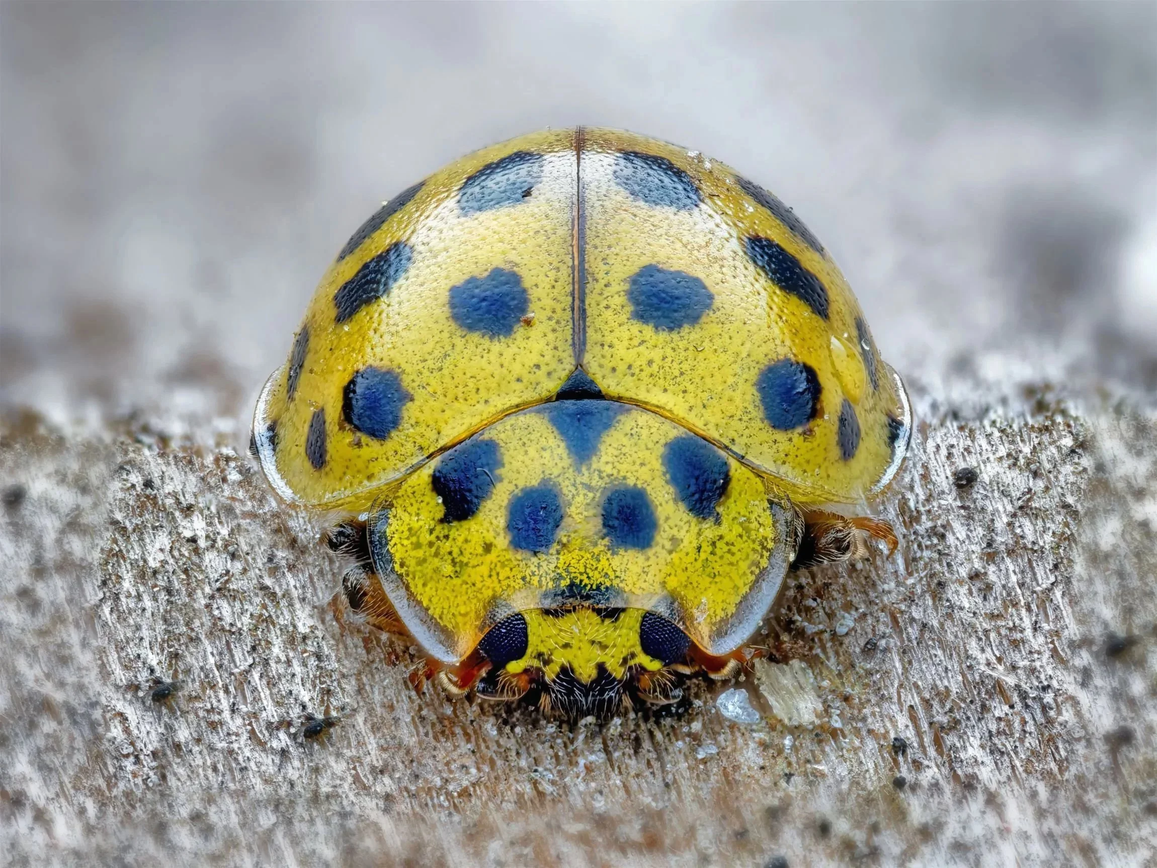 Tarkka makrokuva keltaisesta 22-pistepirkosta (Psyllobora vigintiduopunctata) lepäämässä karhealla puupinnalla suoraan edestä kuvattuna.