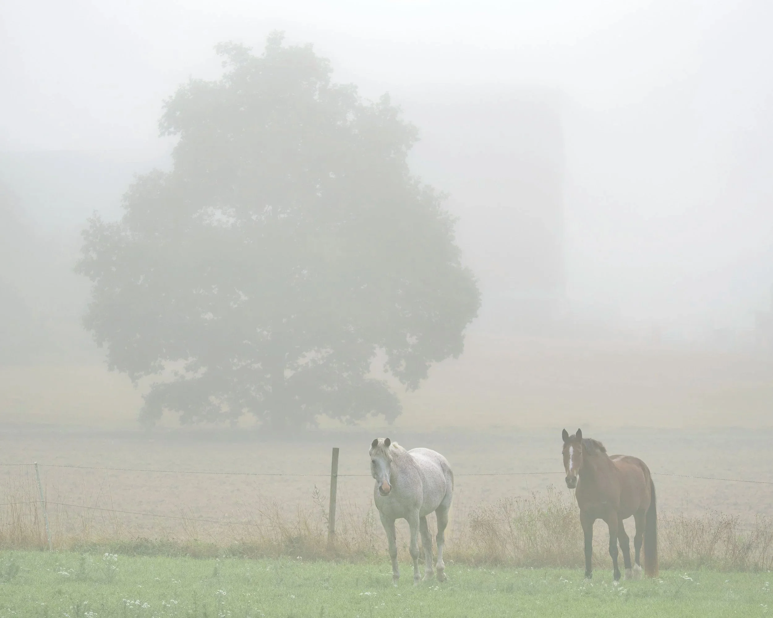 Two horses stand in a green pasture on a foggy morning, a lonely tree and farm buildings fading softly into the mist.