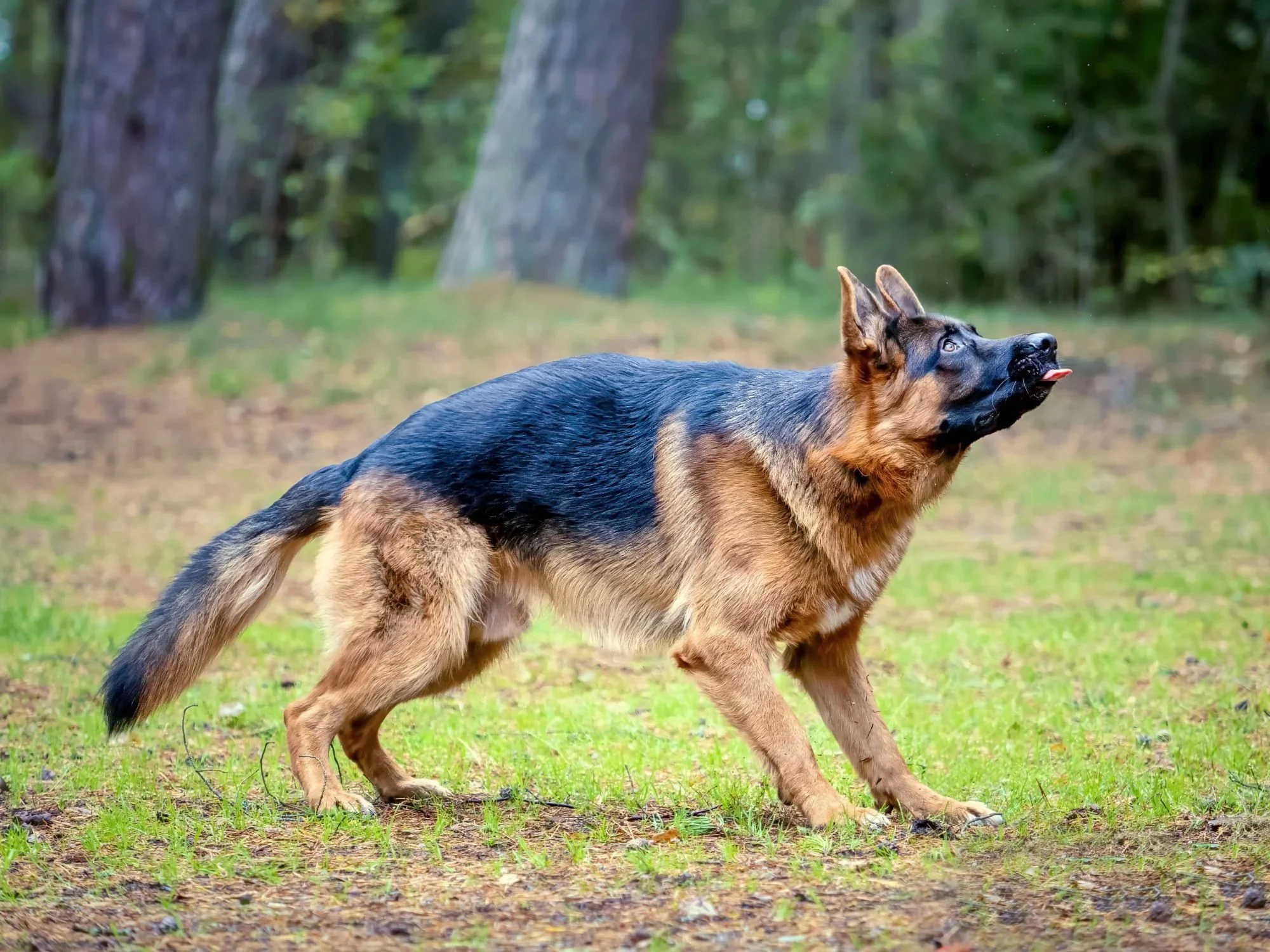 A playful German Shepherd tenses up for a run in a forest clearing, tongue out and eyes in focus, depicted from a dynamic side profile.