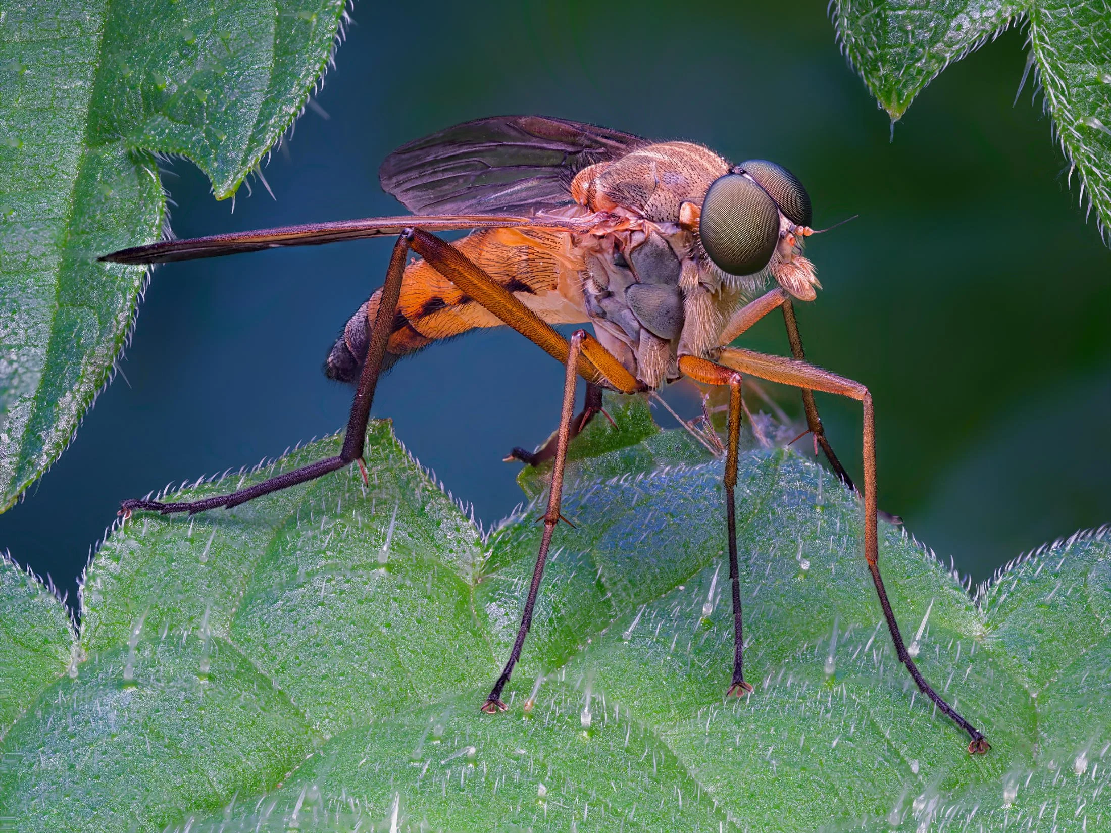 Extreme close-up macro portrait of a Dance Fly (family Empididae, likely genus Empis) perched on a textured green leaf. The image showcases incredible details of the fly's compound eyes, its sharp, dagger-like proboscis, and the fine hairs on its ora