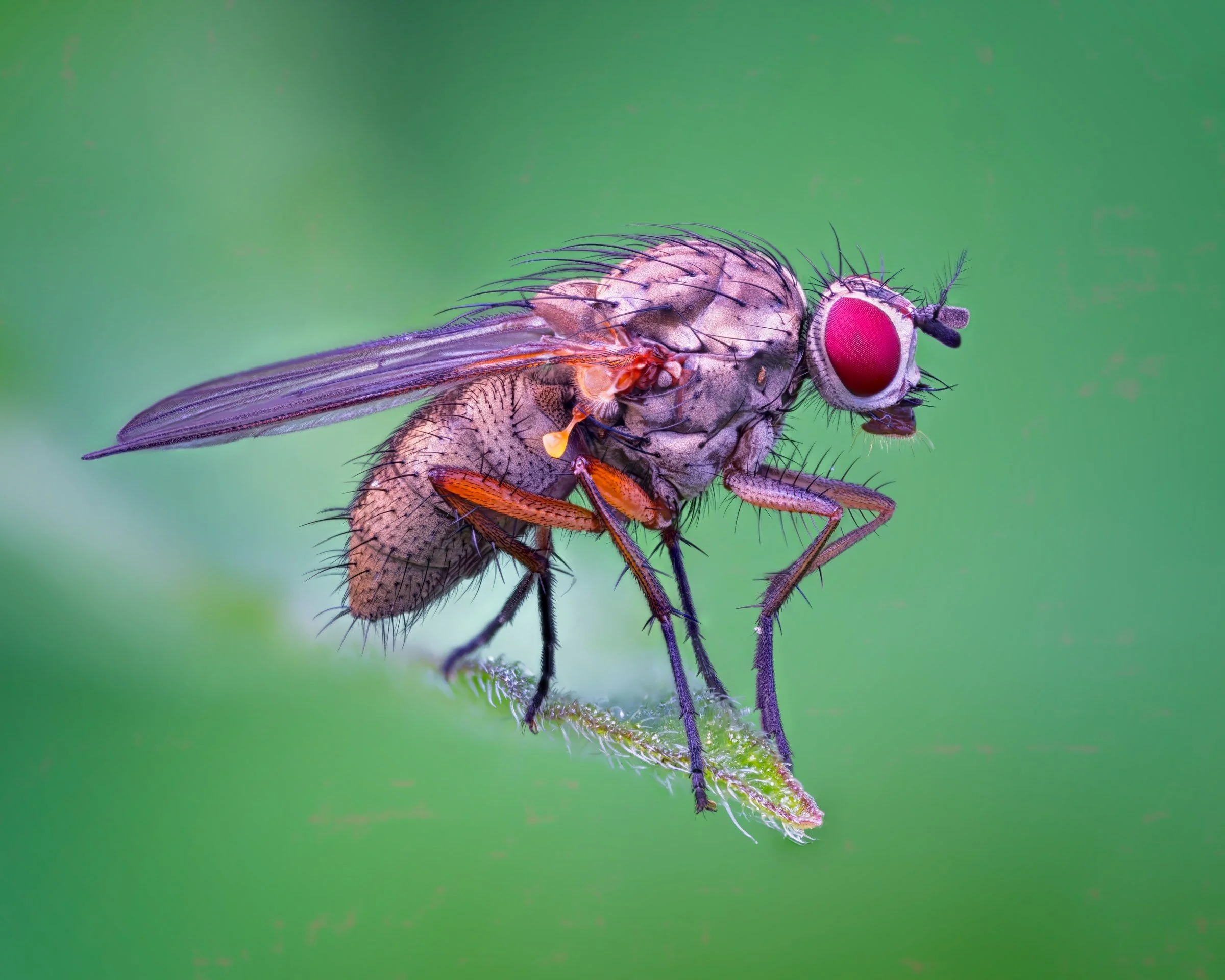 Extreme macro of a parasitic Tachinid fly (Tachinidae sp.) photographed in Helsinki, Finland. The image highlights the fly's dense bristle armor, deep red compound eyes, and translucent wings against a soft green natural background — a focus-stacked 