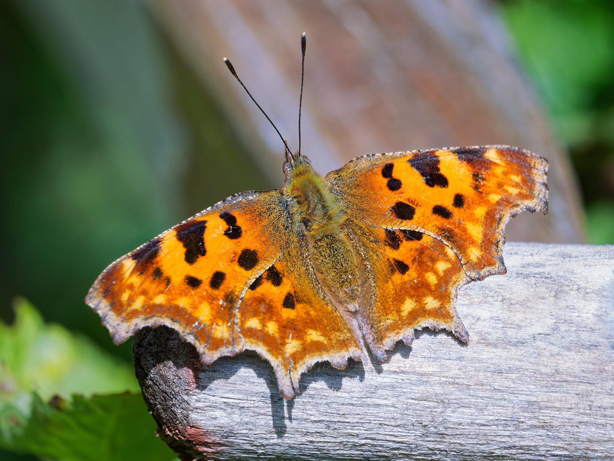Macro close-up of a bright orange comma butterfly resting on a sunlit wooden rail, patterned wings spread wide against a soft green background.