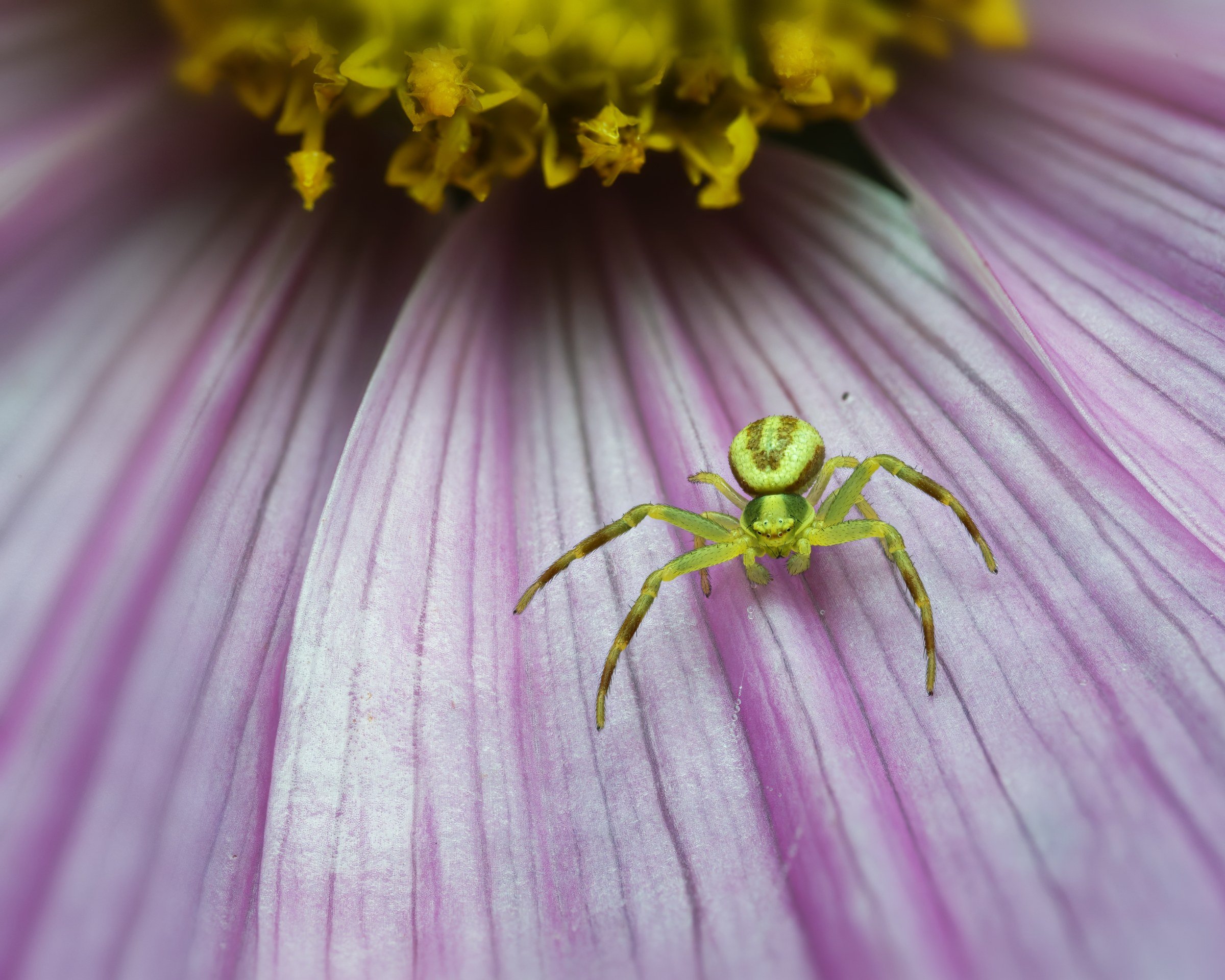 A green crab spider (Thomisidae) waits in ambush on the pink petals of a 
cosmos flower, its legs spread wide in characteristic hunting posture. 
The vivid green body blends subtly against the soft purple-pink background 
while the yellow flower cent