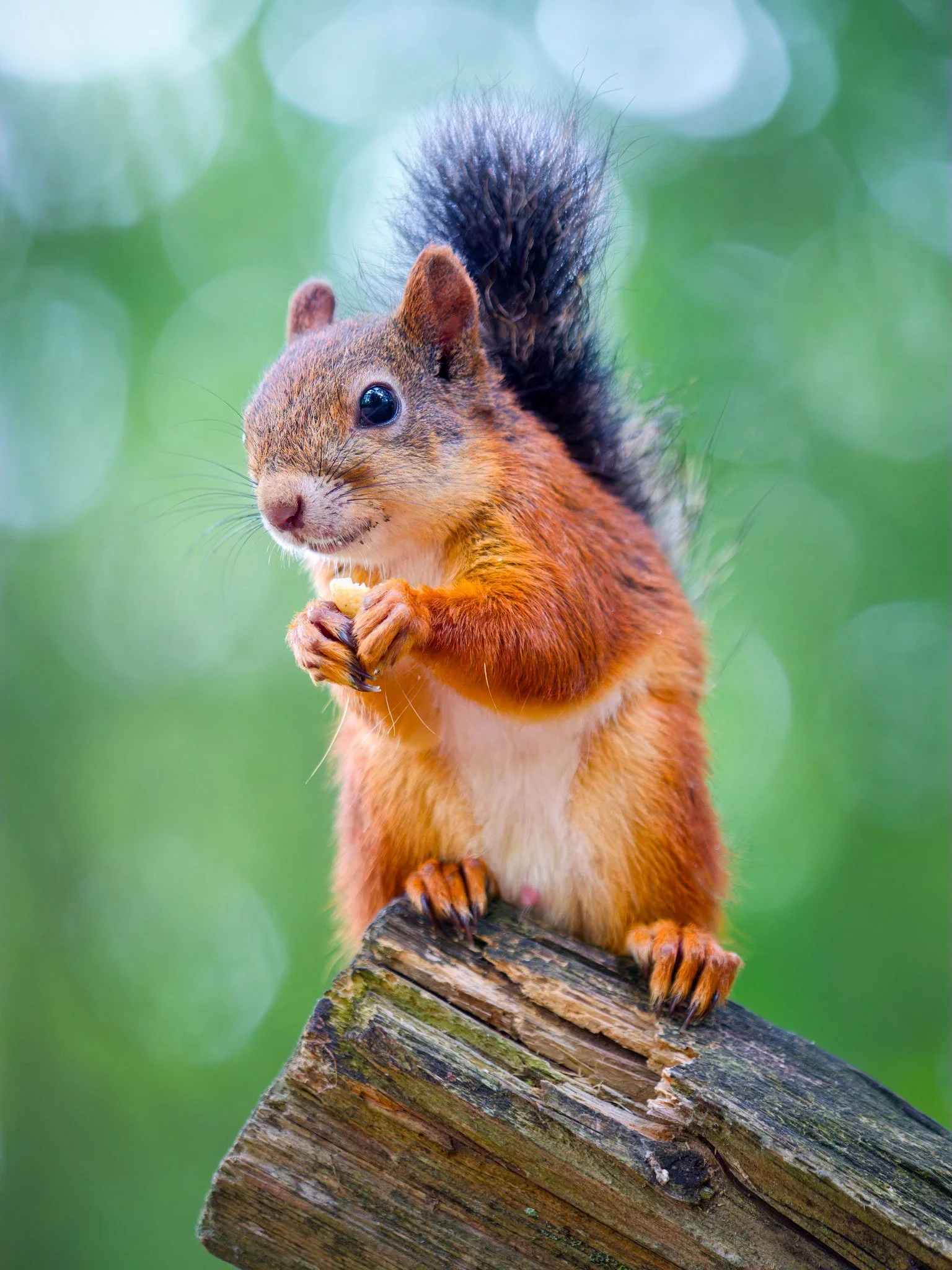 Punainen orava (Sciurus vulgaris) syömässä pähkinää kannon päällä.