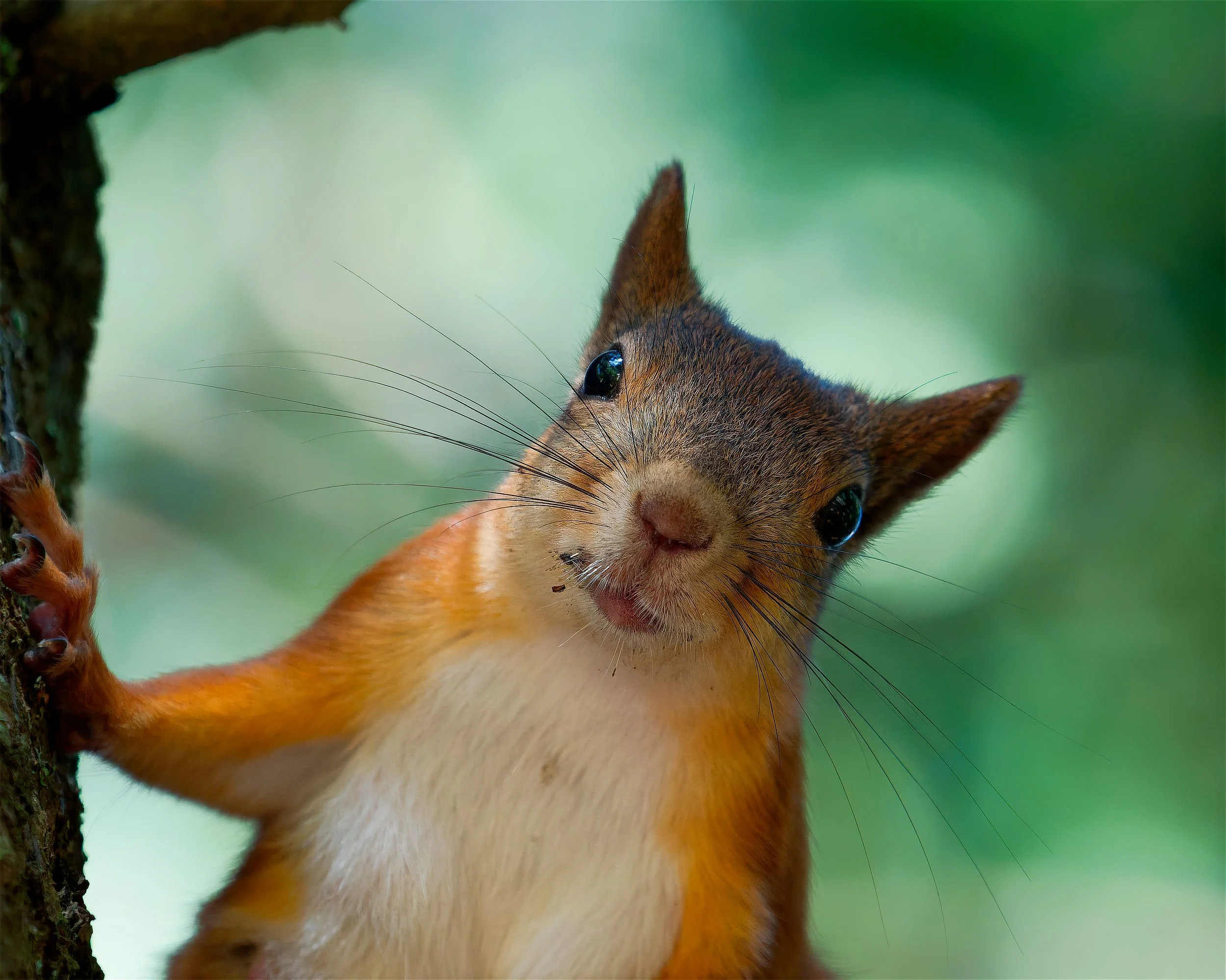 Utelias orava takertuu puunrunkoon, kallistaen päätään kameraa kohti kirkkain silmin ja pehmeän vihreän metsätaustan edessä.