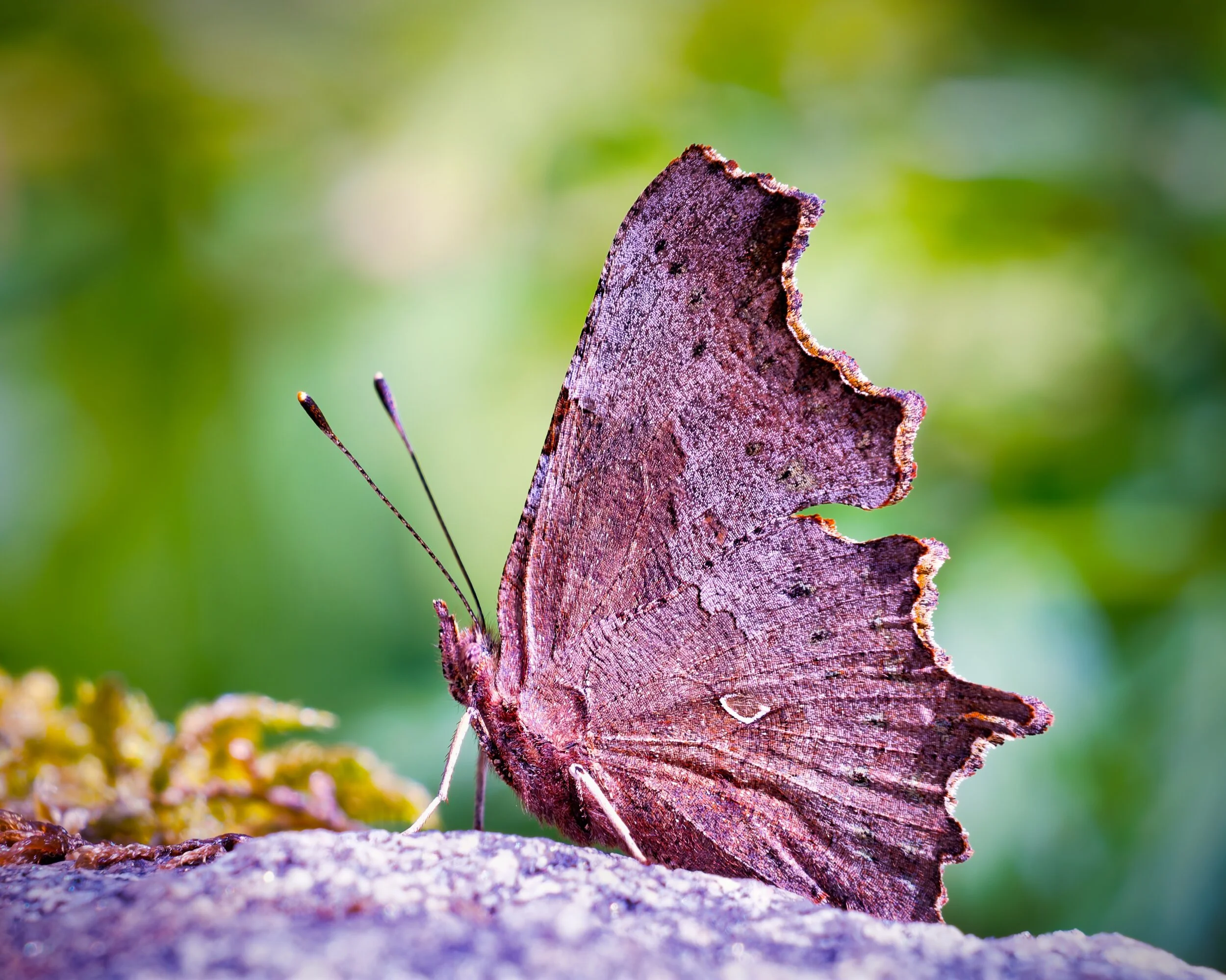Tässä on herukkaperhonen (Polygonia c-album). Se on helppo tunnistaa siiven alapinnalla näkyvästä pienestä, valkoisesta C-kirjaimen muotoisesta kuviosta, josta se on saanut myös tieteellisen nimensä.