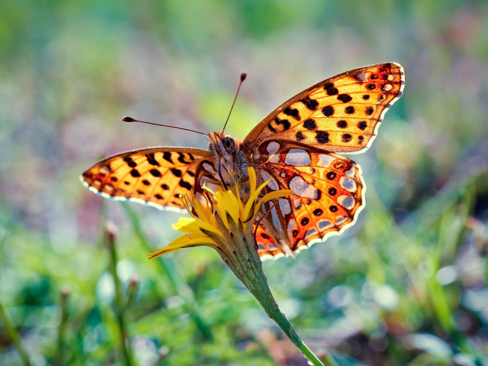 dark-green-fritillary-argynnis-aglaja-finland.jpg