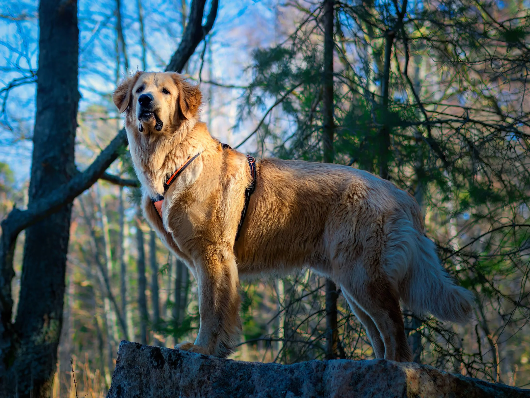 Kultaturkkinen hovawart seisoo ylpeänä kalliolla auringon valaisemassa metsässä, paksu turkki hehkuen lämpimässä valossa viileän sinivihreää taustaa vasten.
