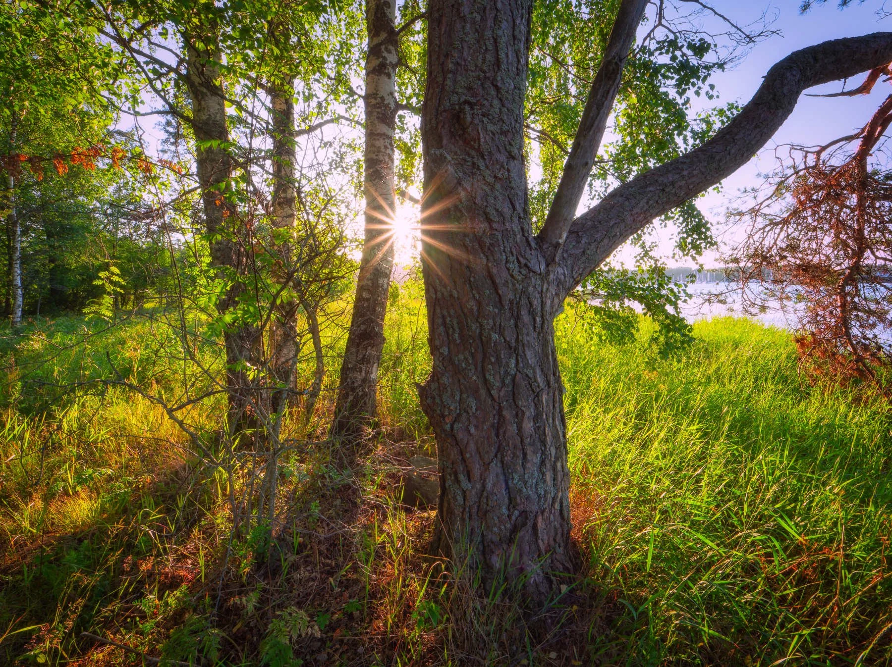 Lämmin ilta-aurinko säteilee tähtenä metsäpuiden välistä Uutelassa Helsingissä, valaisten vihreää nurmikkoa ja lehvästöä Itämeren rannalla.