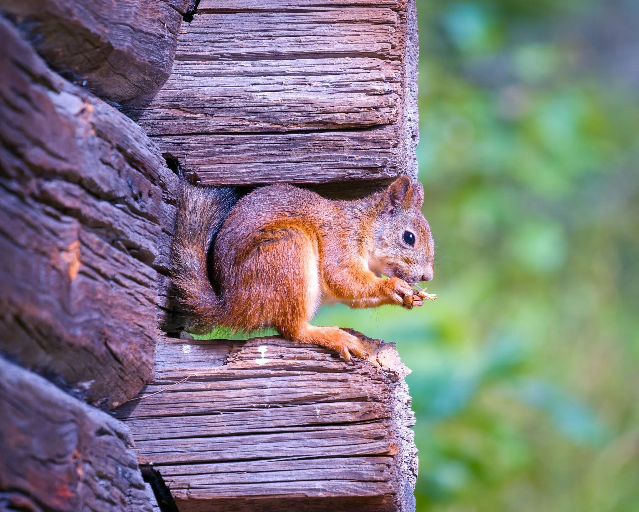 Punainen orava (Sciurus vulgaris) istuu vanhan hirsirakennuksen nurkalla syömässä vihreää taustaa vasten.