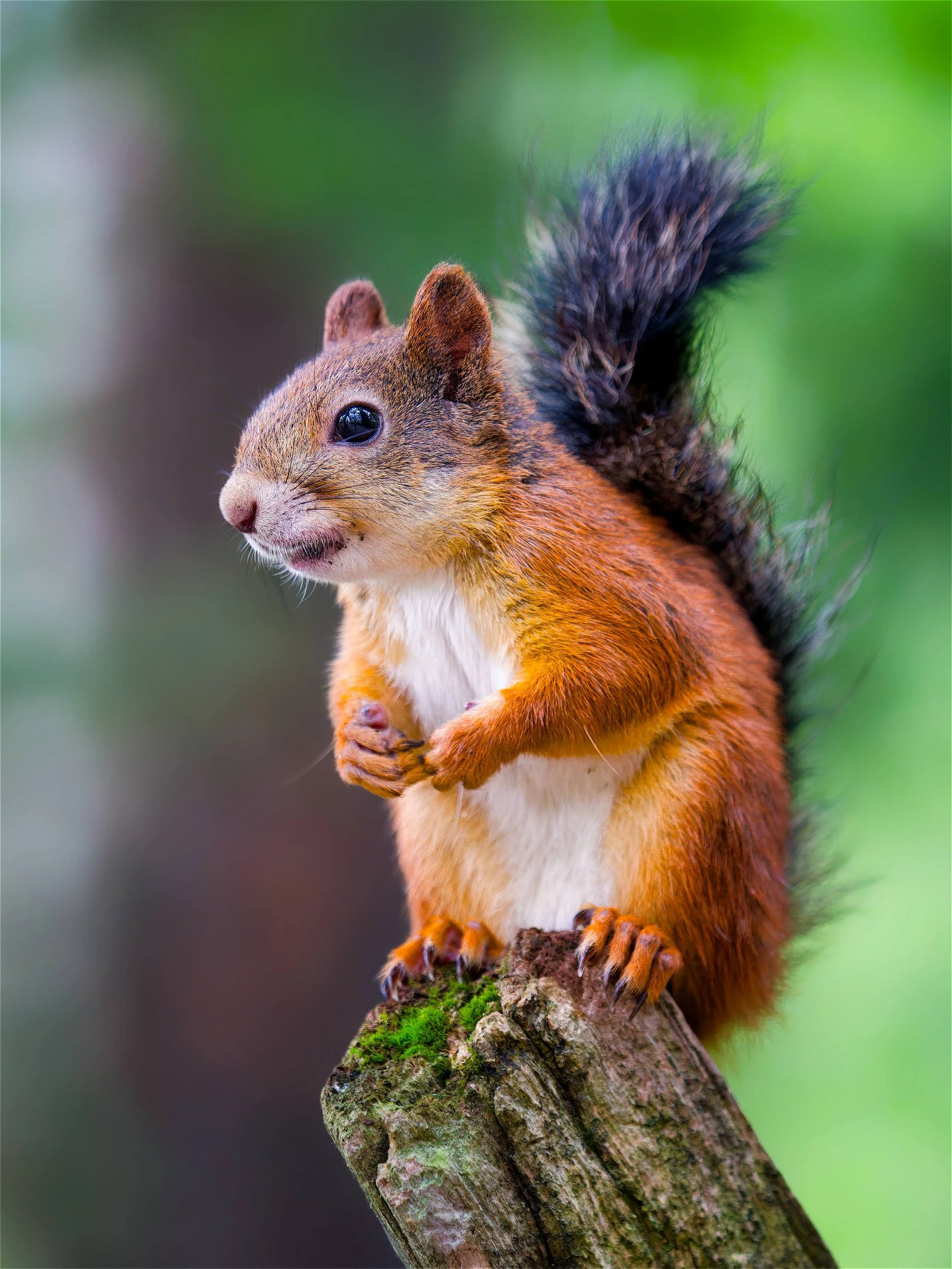 Punainen orava tarrautuu puunrunkoon pähkinä suussaan, pehmeän metsän valon valaisemana värikkäästi sumentun taustan edessä.