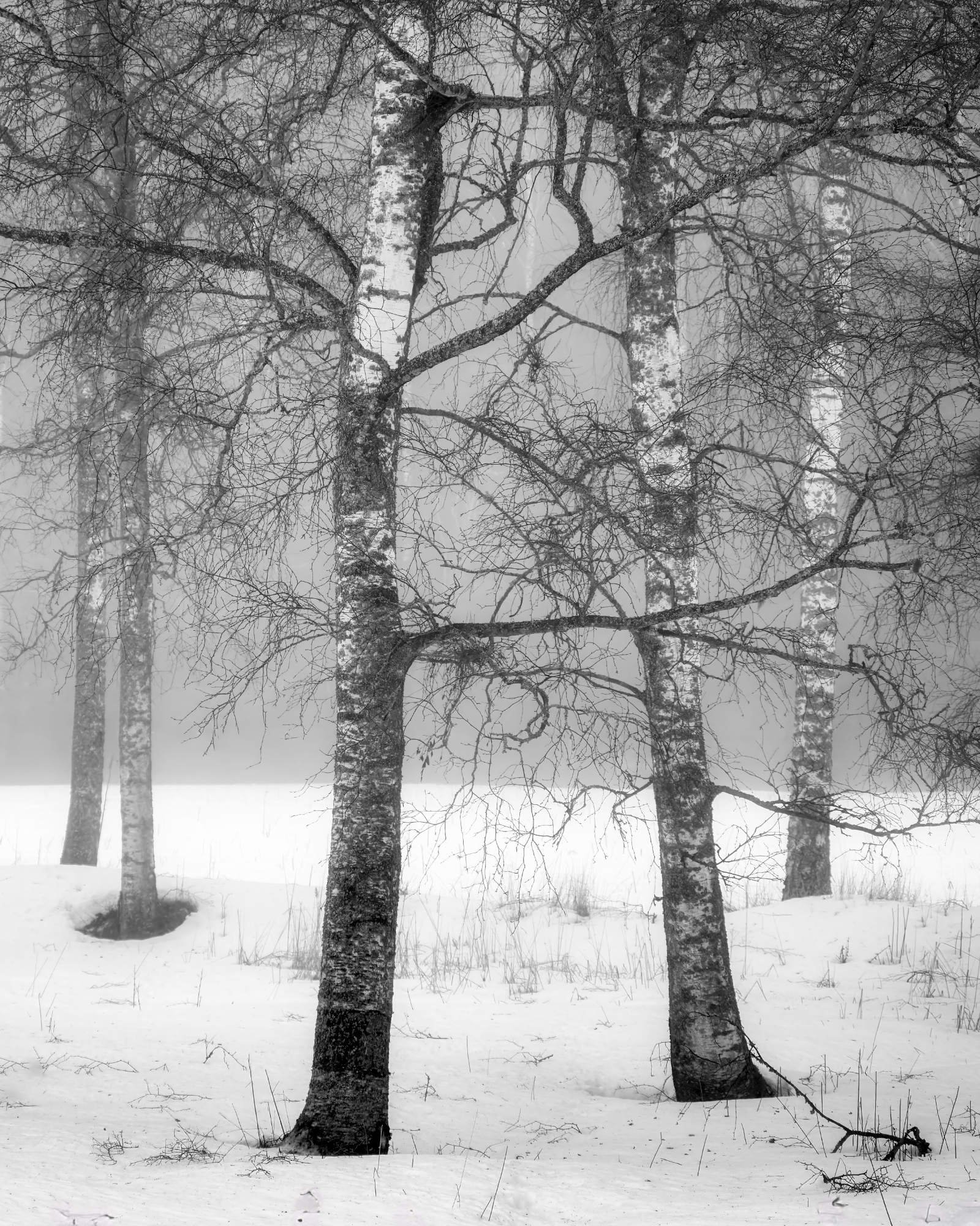 Mustavalkoinen valokuva lehdettömistä koivuista lumisella pellolla, niiden tummat oksat piirtävät kuvioita pehmeään talvisumuun.