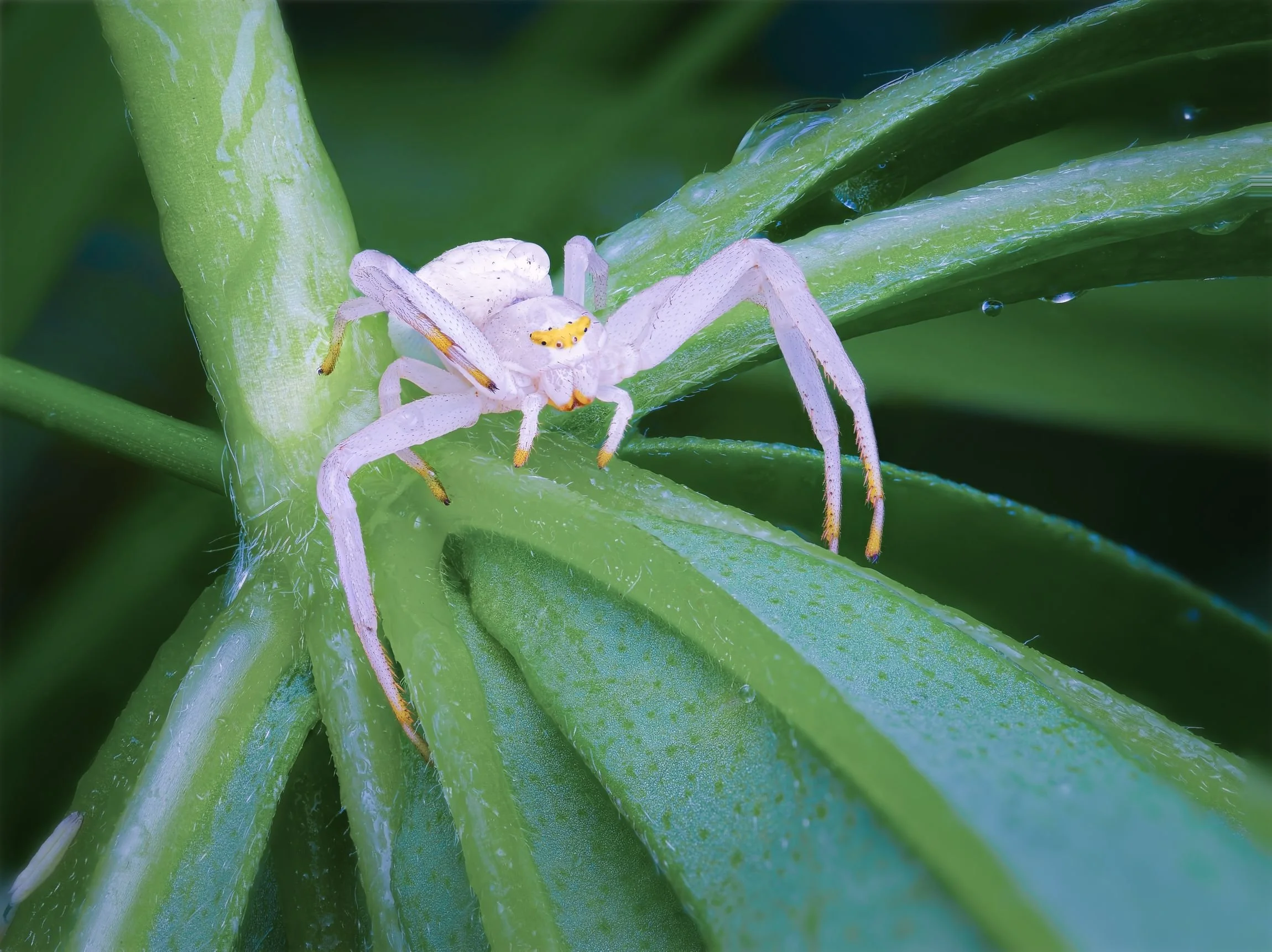 Ghost in the Green
A white-form goldenrod crab spider (Misumena vatia) holds its ground at the heart of a rain-soaked lupin, its pale body luminous against the radiating stems. The vivid yellow markings on the chelicerae add a flash of colour to an o
