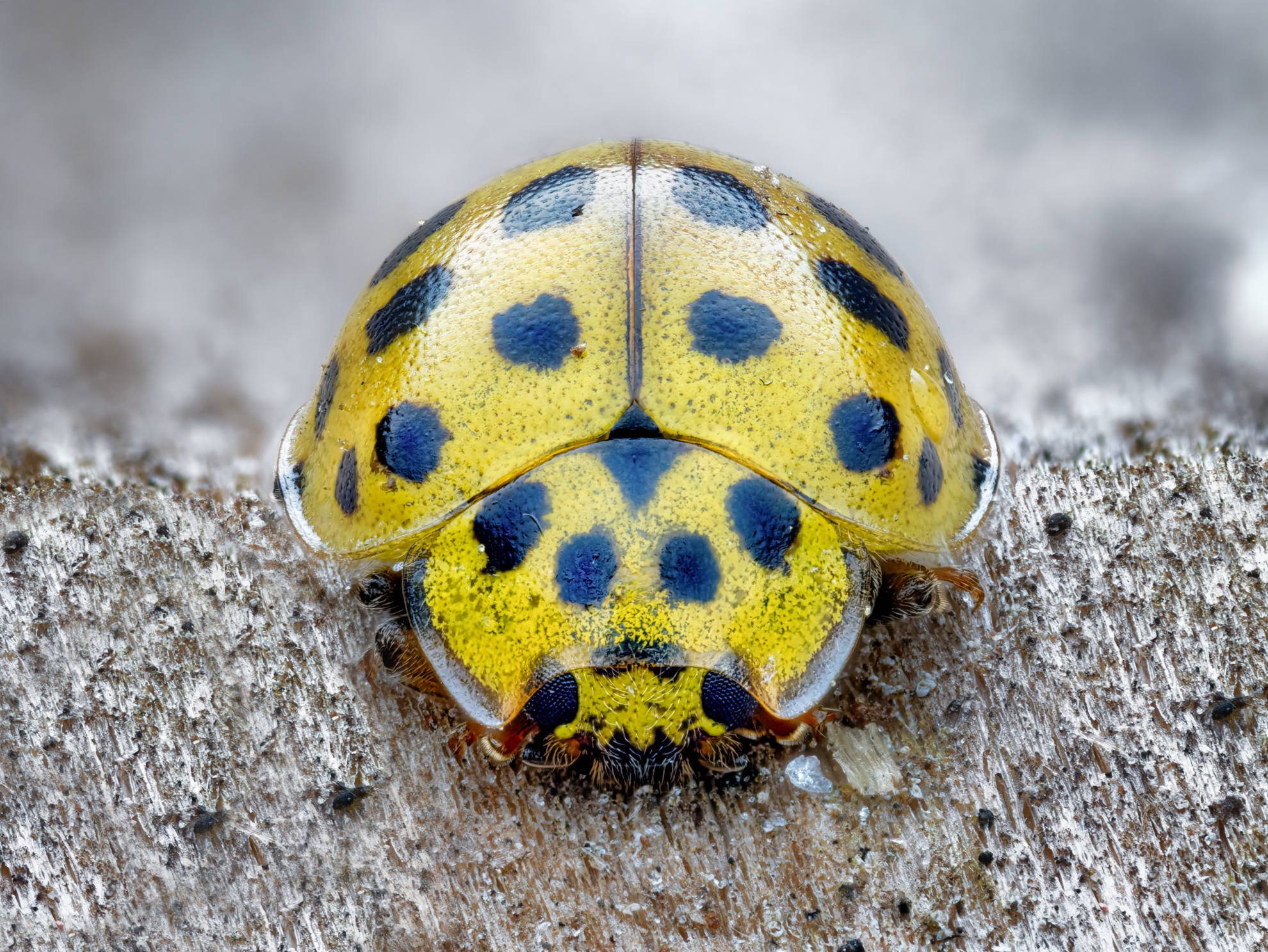 Tarkka makrokuva keltaisesta 22-pistepirkosta (Psyllobora vigintiduopunctata) lepäämässä karhealla puupinnalla suoraan edestä kuvattuna.