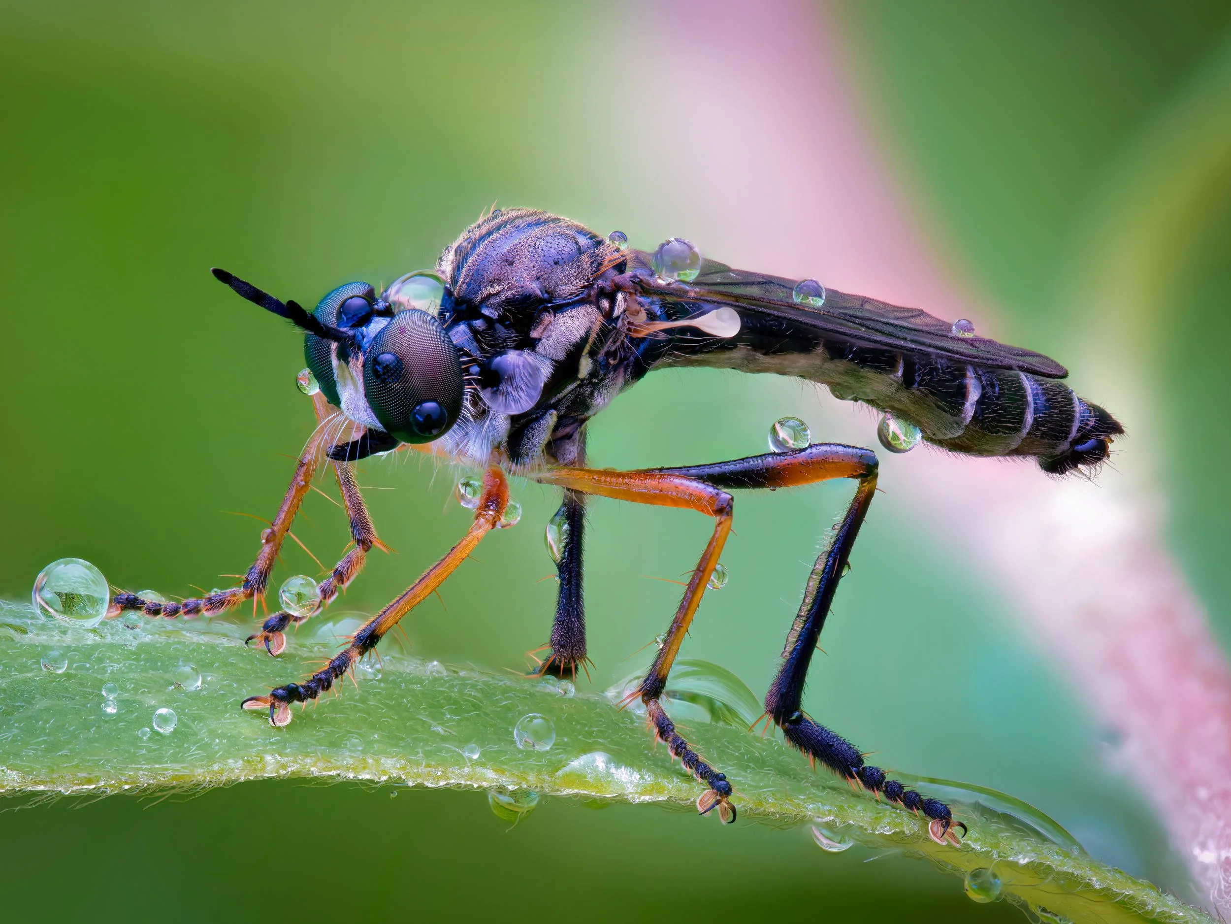 Makrokuva petokärpäsestä, joka seisoo vihreällä lehdellä; sen ruumis ja jalat ovat kimaltavien kastepisaroiden peitossa pehmeää vihreää taustaa vasten.