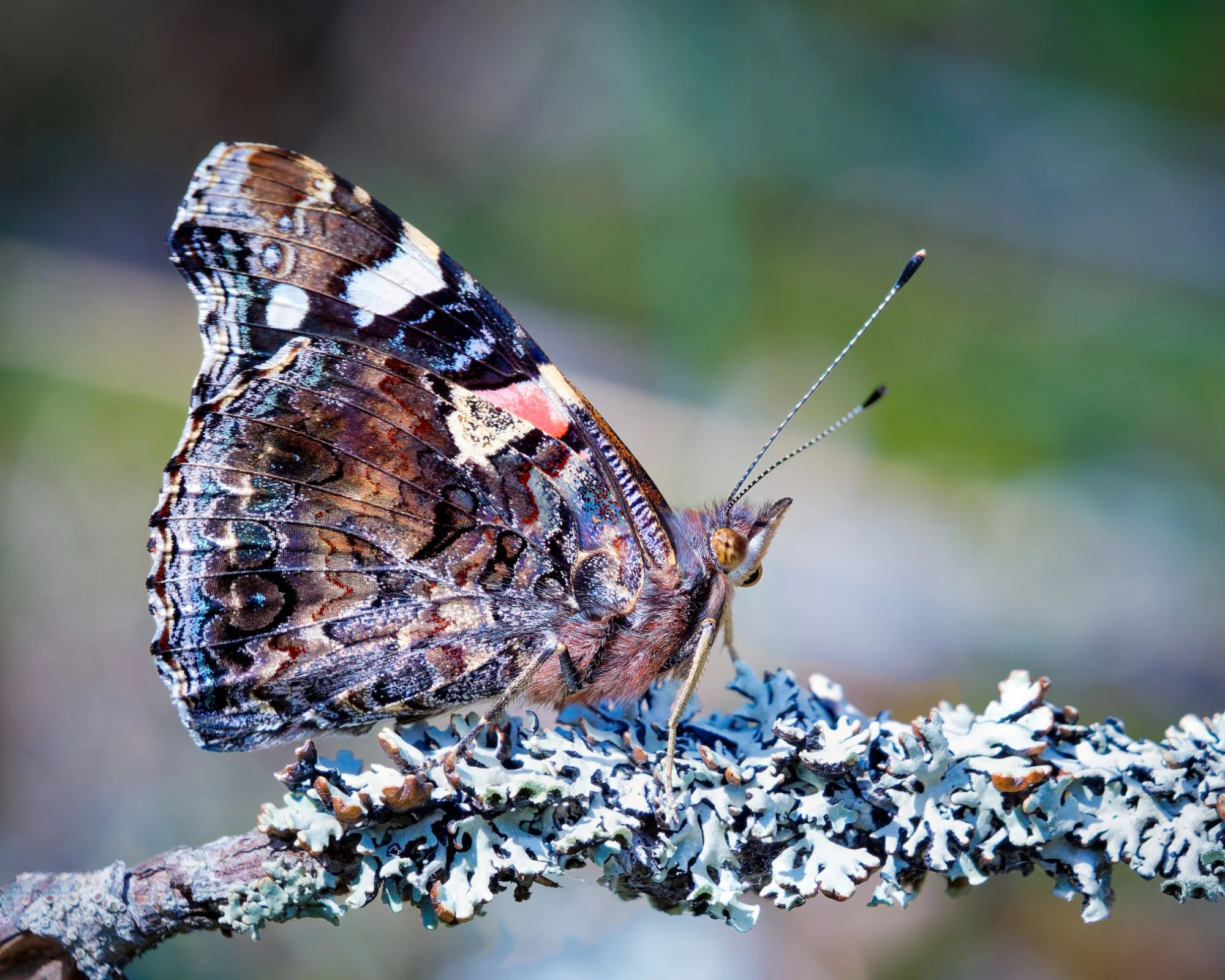 Amiraaliperhonen (Vanessa atalanta) lepää siivet supussa harmaan jäkälän peittämällä oksalla tarkassa lähikuvassa.