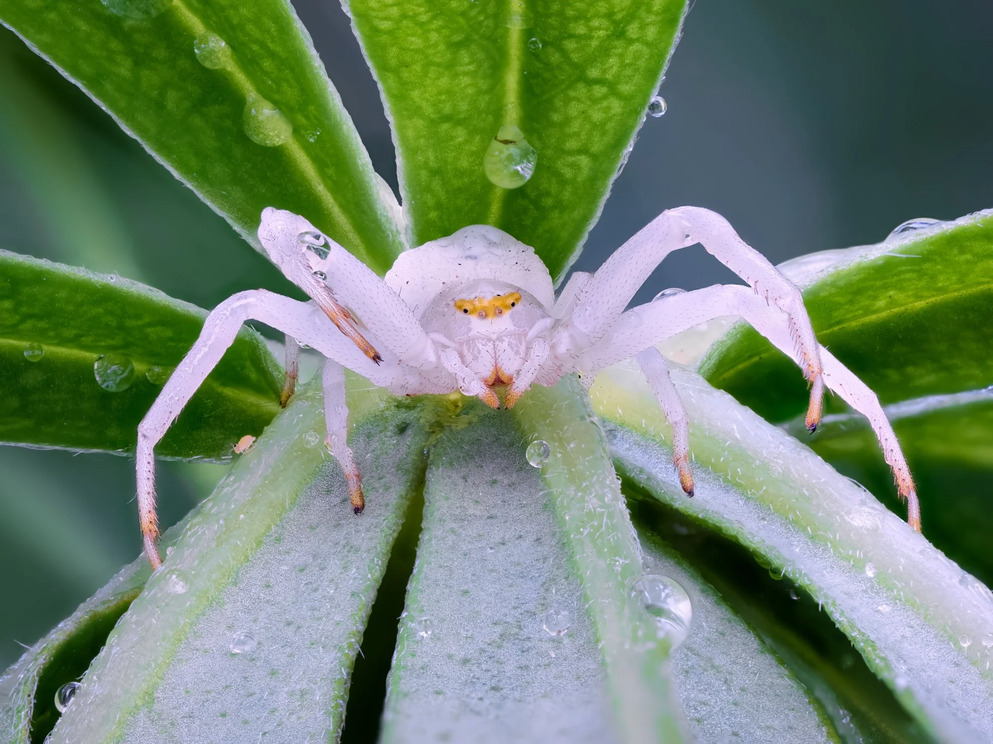 Valkoinen kukkahämähäkki (Misumena vatia) väijyy saalista vesipisaroiden kimaltelevalla vihreällä lehdellä makrokuvassa
