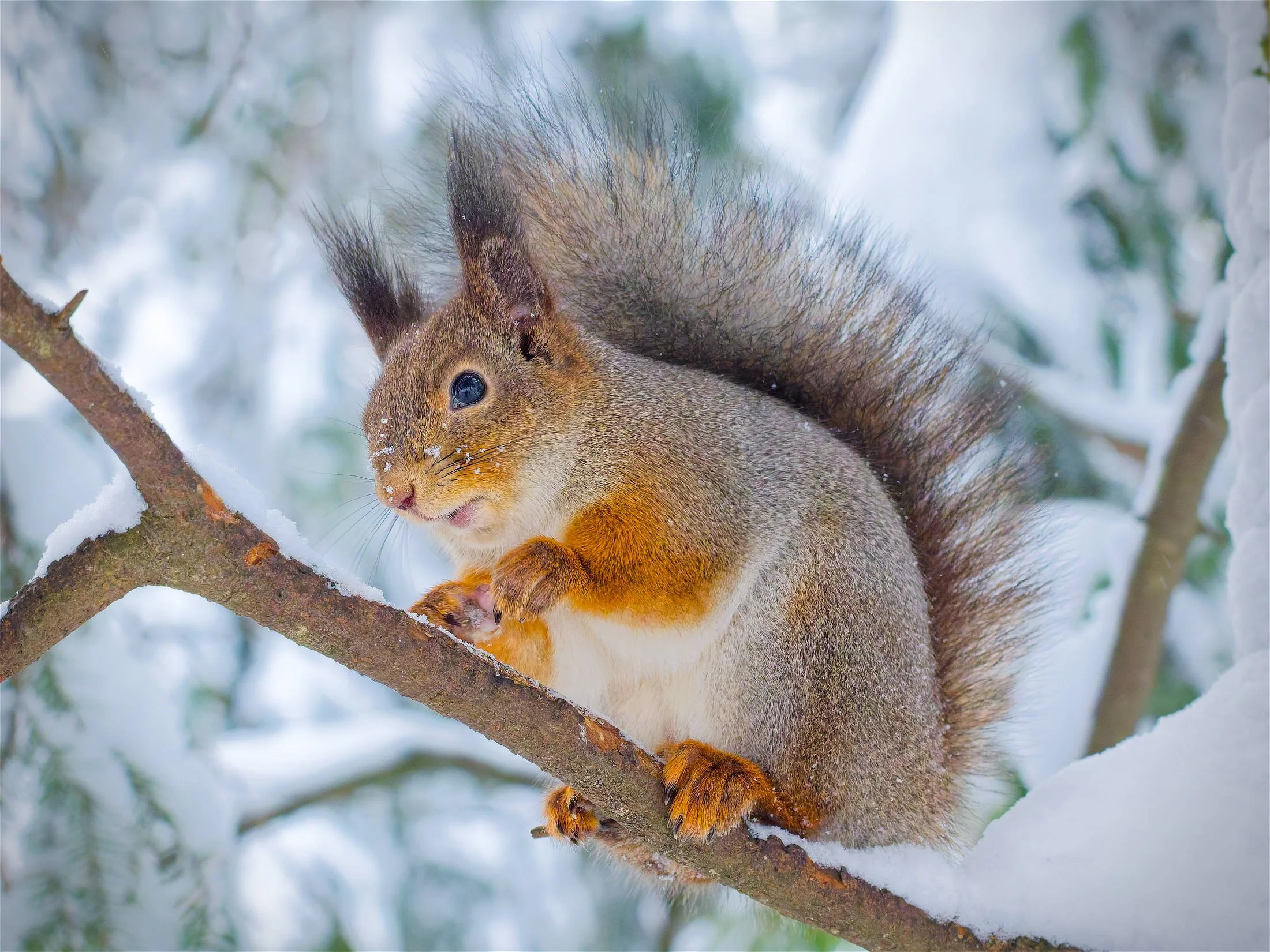 Punaturkkinen orava istuu lumisella puunoksalla lumisessa Suomalaisessa metsässä. Lähikuva tuo esiin oravan ilmeen ja pörröisen hännän talvisessa maisemassa