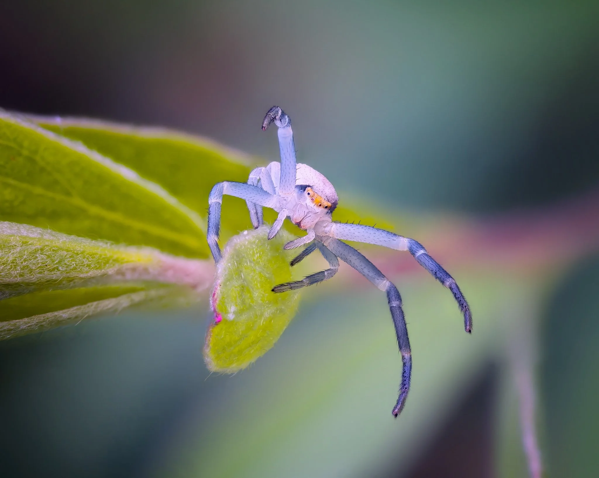 A white crab spider (Misumena vatia) clings to the tip of a fuzzy green leaf bud, its pale body and blue-tinged legs rendered in sharp detail against a smooth, cool-toned bokeh background. The spider's distinctive orange eye markings are clearly visi