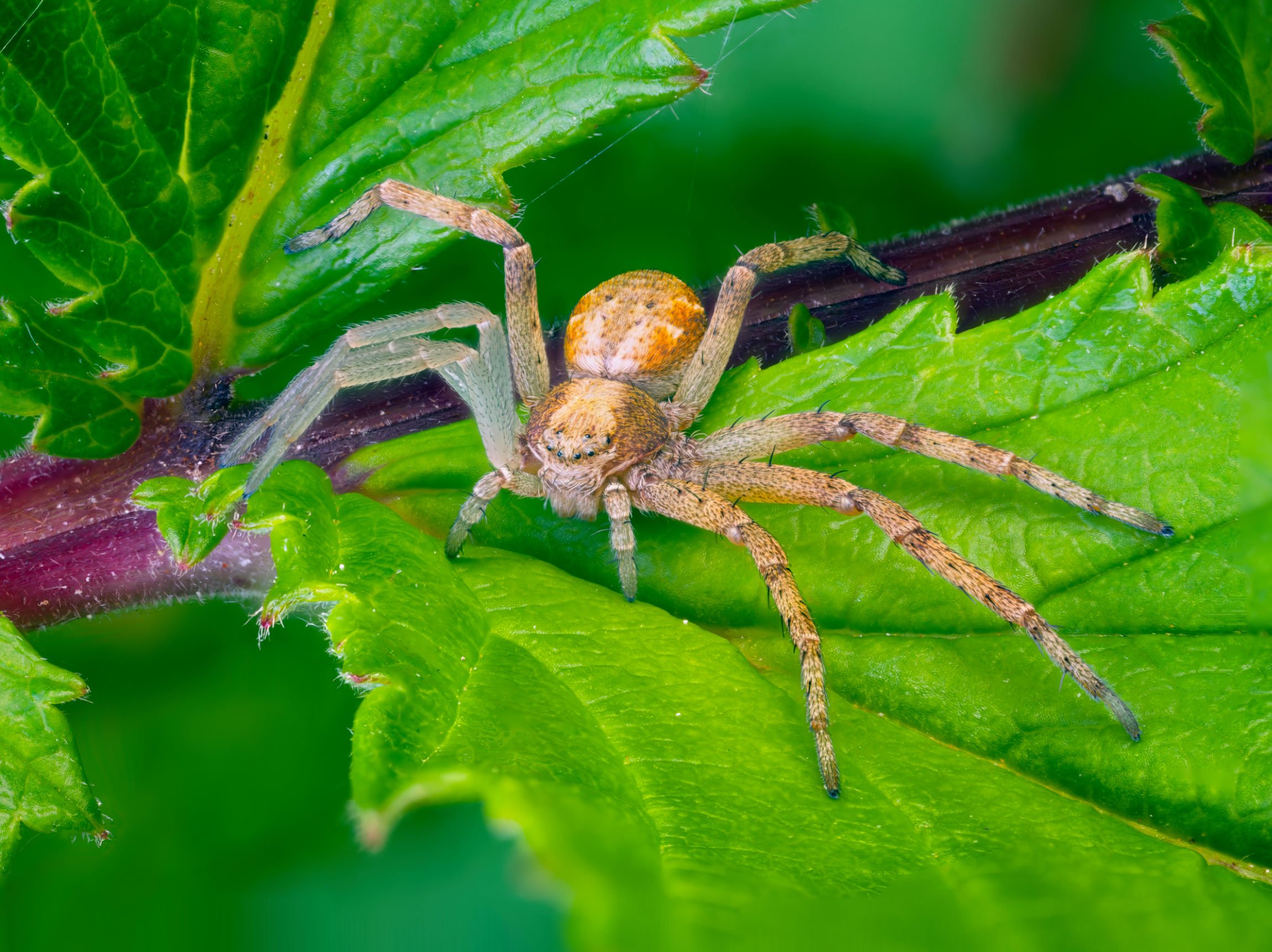 Extreme macro photograph of a ground crab spider (Xysticus) resting on a vivid green leaf