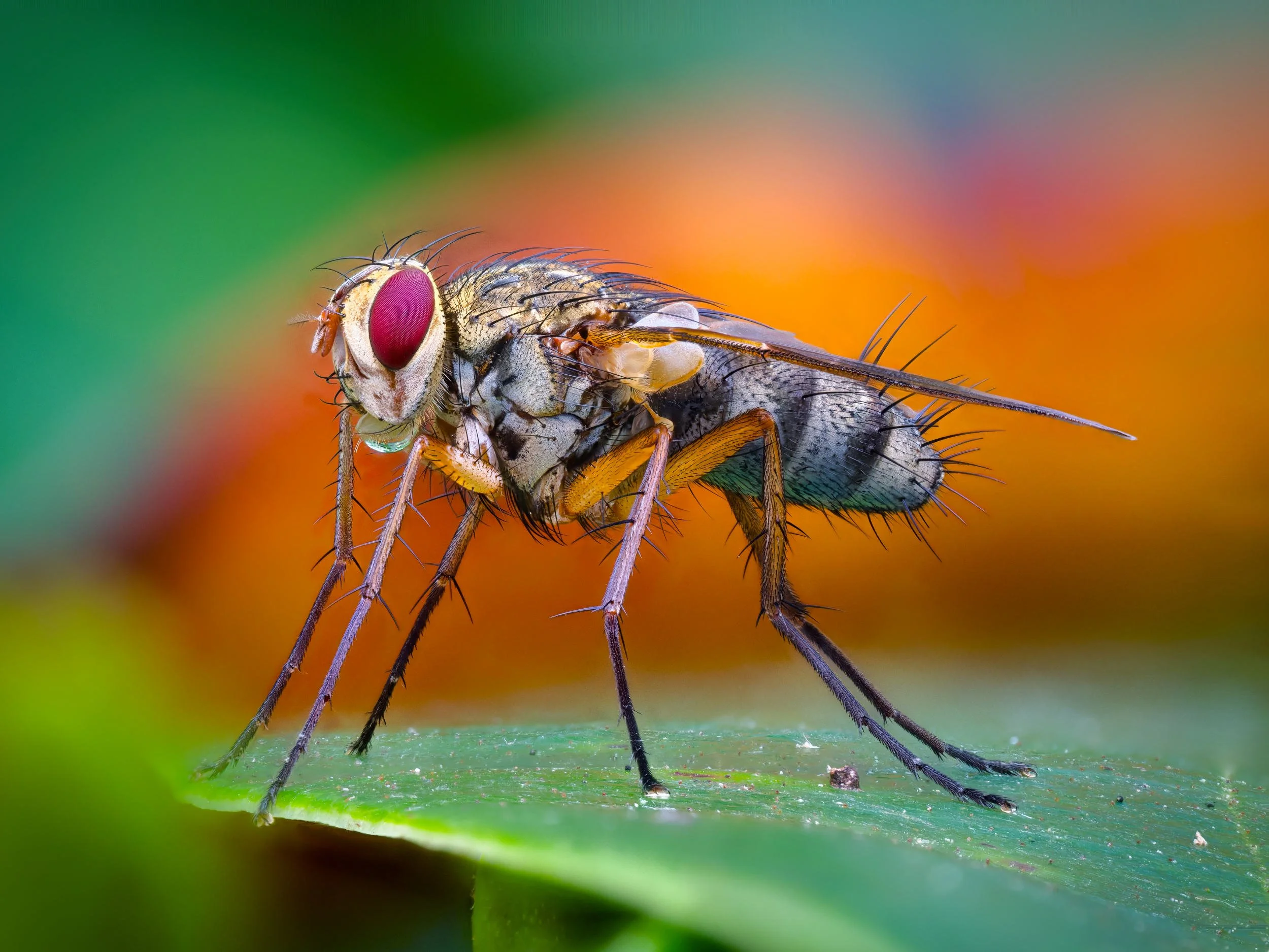 Makrokuva kärpäsestä, jonka kirkkaanpunaiset silmät erottuvat selvästi sen seistessä vihreällä lehdellä; pienet karvat ja yksityiskohdat ovat terävinä pehmeän oranssi–vihreää taustaa vasten.