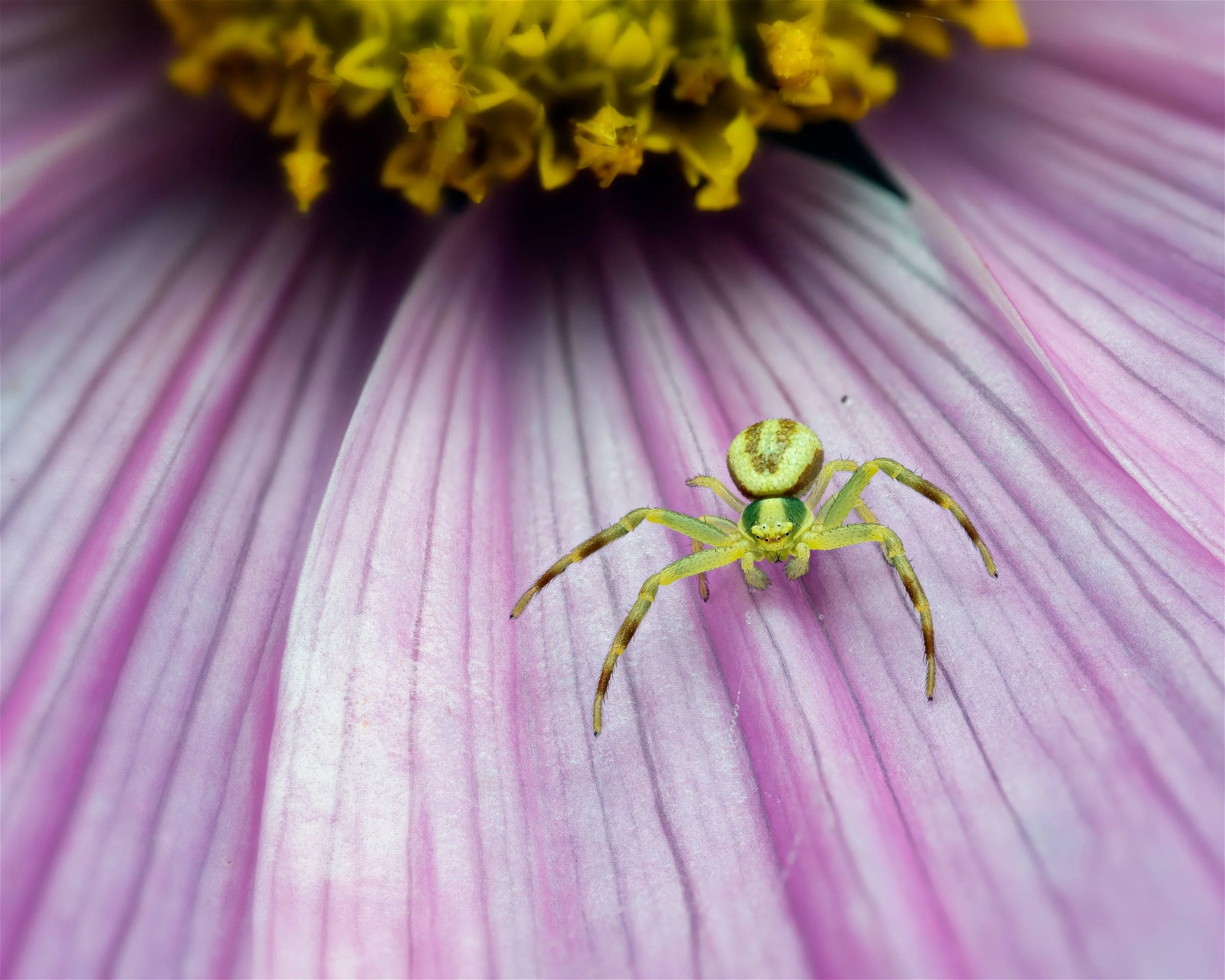 Makrokuva pienestä vihreästä kukkahämähäkistä, joka kävelee vaaleanpunaisen kukan terälehdellä; taustalla pehmeästi hehkuva keltainen kukkakeskus.