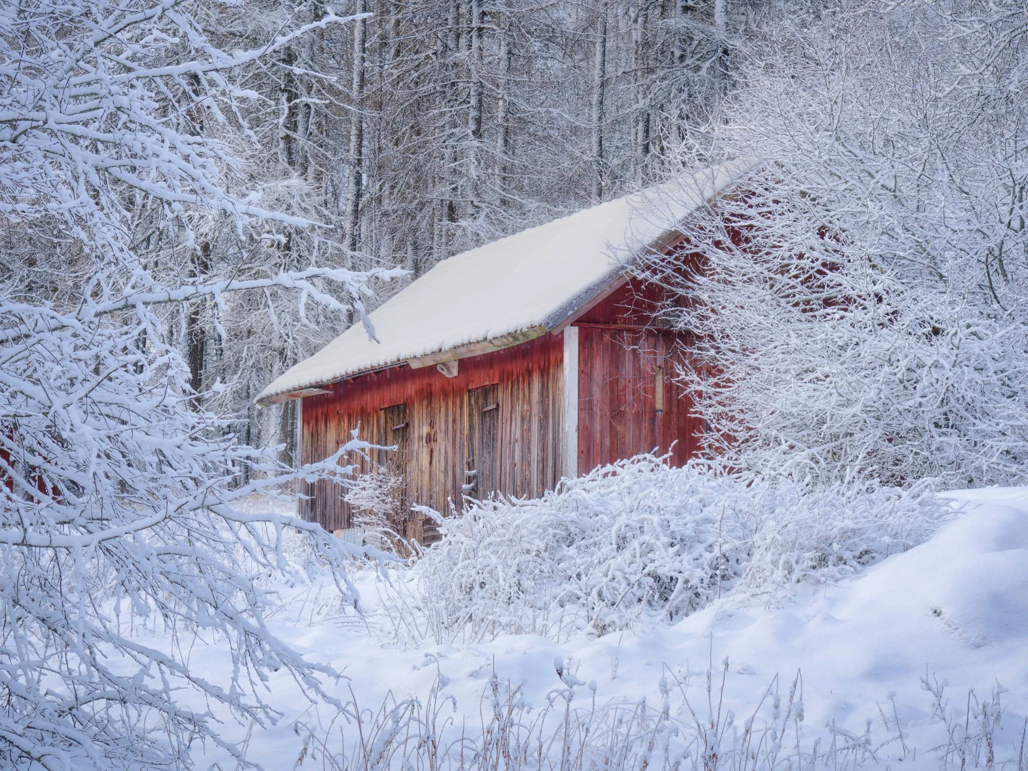 Ränsistynyt punainen navetta seisoo lumisessa metsässä, huurreiset puut ja pensaat ympärillään pehmeässä pohjoisen talvivalossa Suomen maaseudulla.
