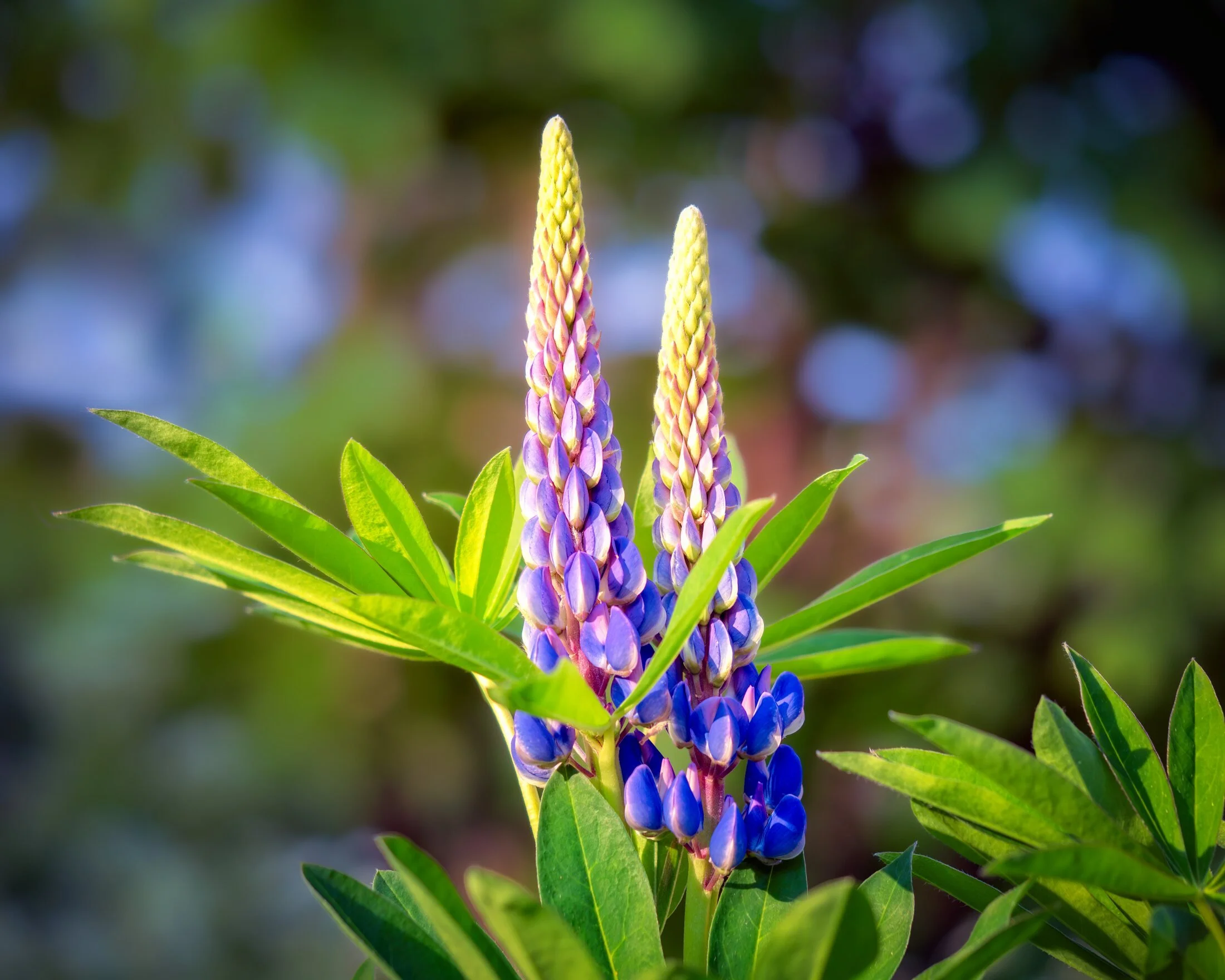 lupin-purple-macro-summer-finland.jpg