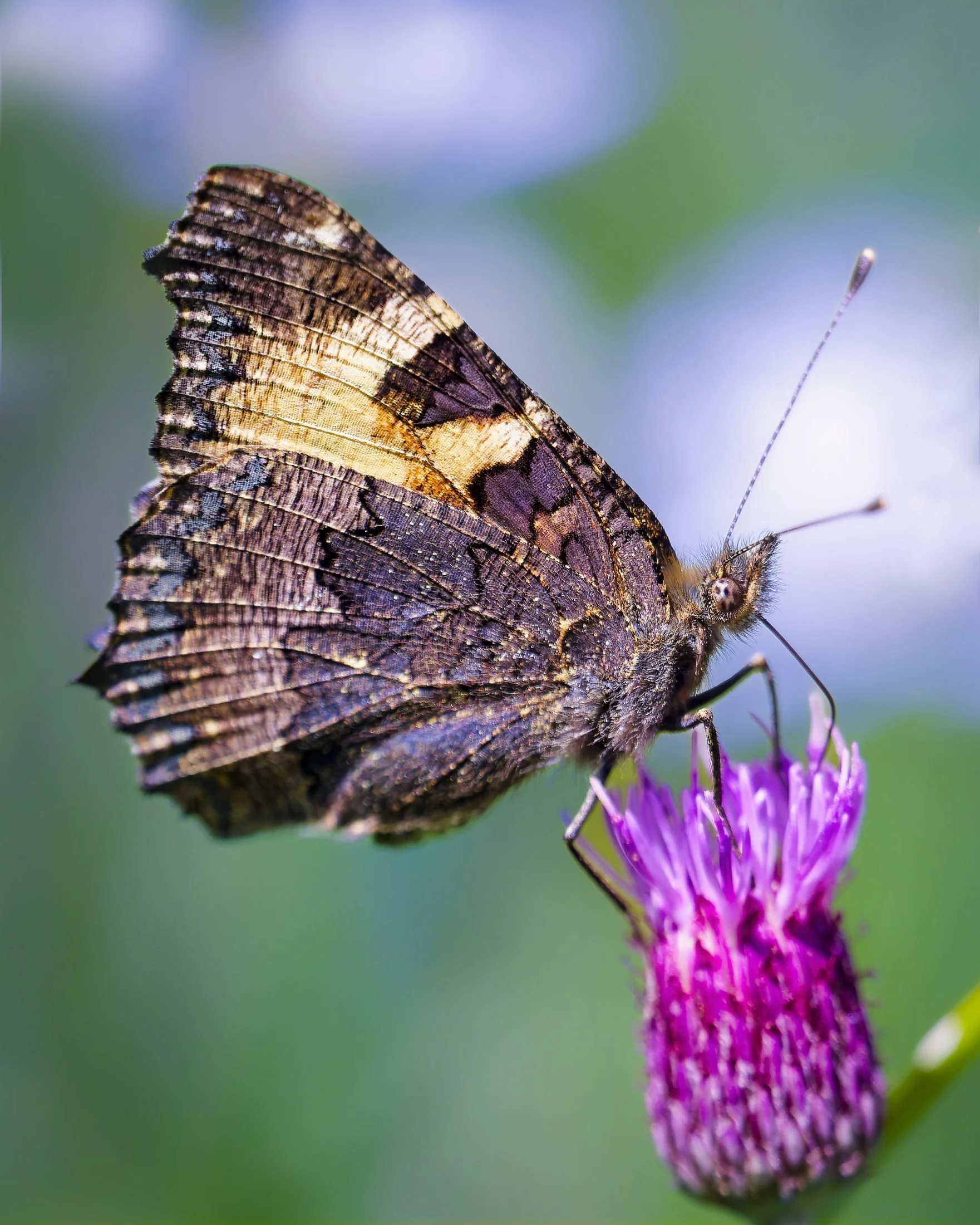 Small Tortoiseshell (Aglais urticae) foraging on common knapweed (Centaurea nigra). The ventral wing surface reveals the species' cryptic bark-like patterning — a stark contrast to the vivid orange-and-black upperside. One of Finland's most widesprea