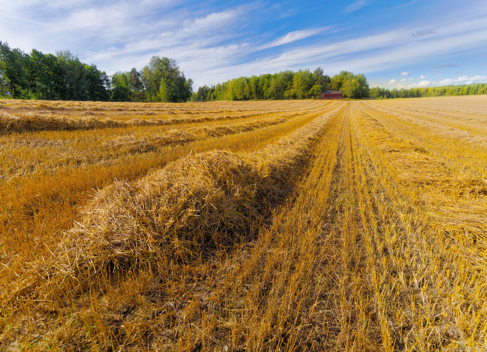 Kultaiset sänkirivit johtavat vastaleikatun pellon halki kohti etäistä punaista navettaa ja puukujaa kirkkaan sinisen, kevyesti pilvisen taivaan alla. Kuva on otettu Helsingissä, Viikissä.