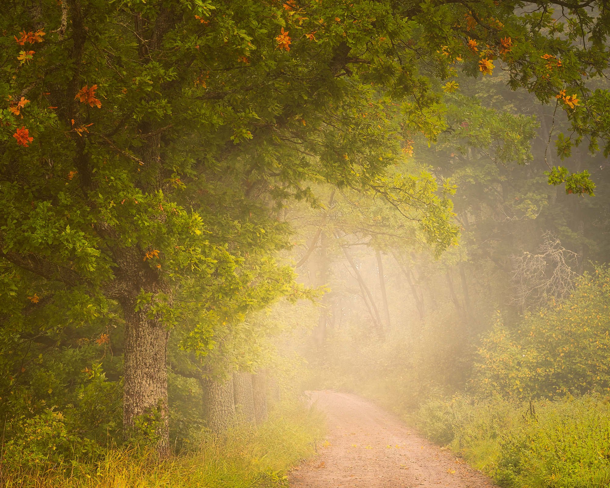 Hiljainen Suomalainen metsätie katoaa pehmeään aamu-usvaan, vehreiden tammien ja syyslehtien ensimmäisten lämpimien sävyjen kehystämänä.