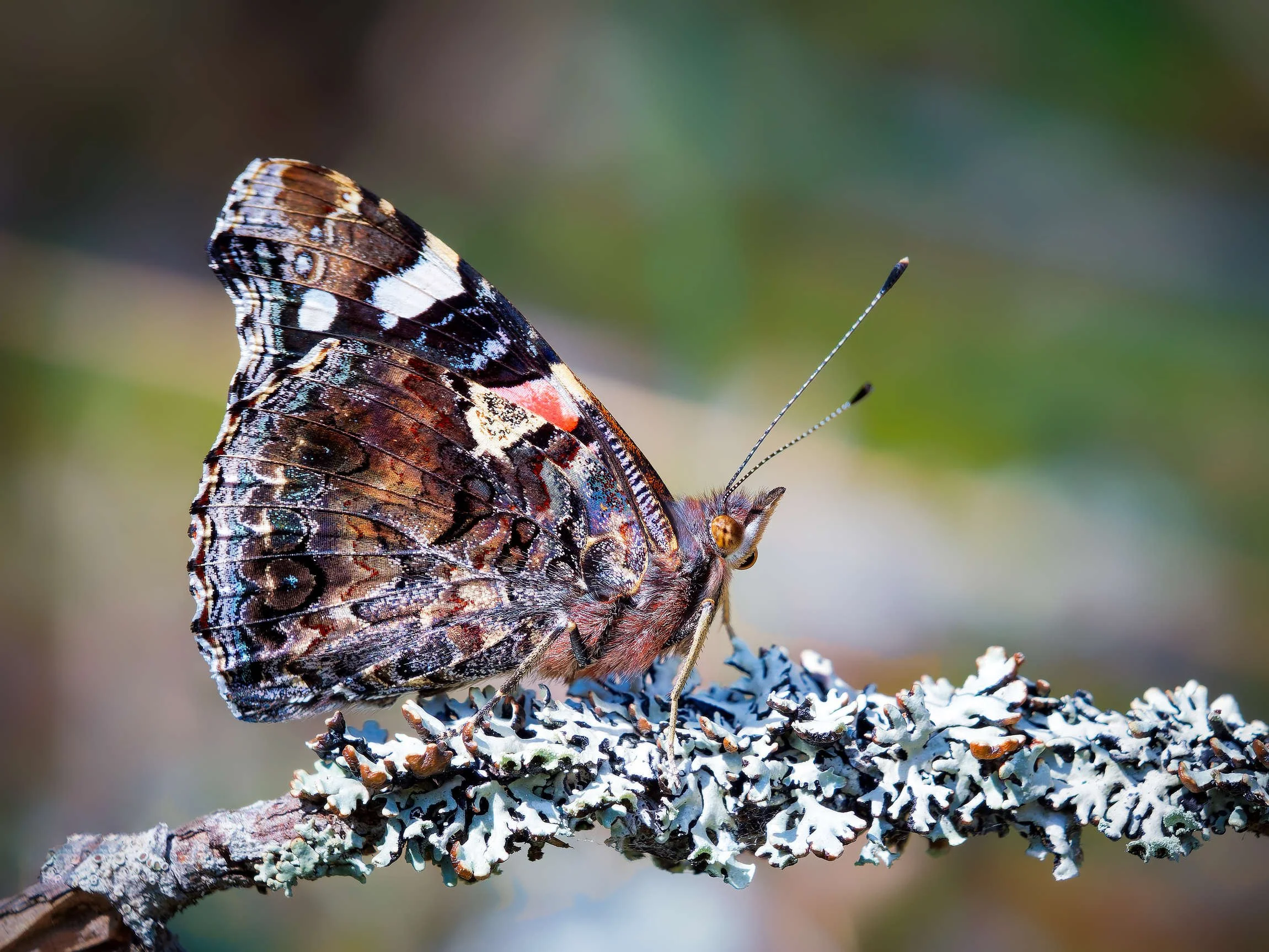 red-admiral-butterfly-on-lichen.jpg.jpg